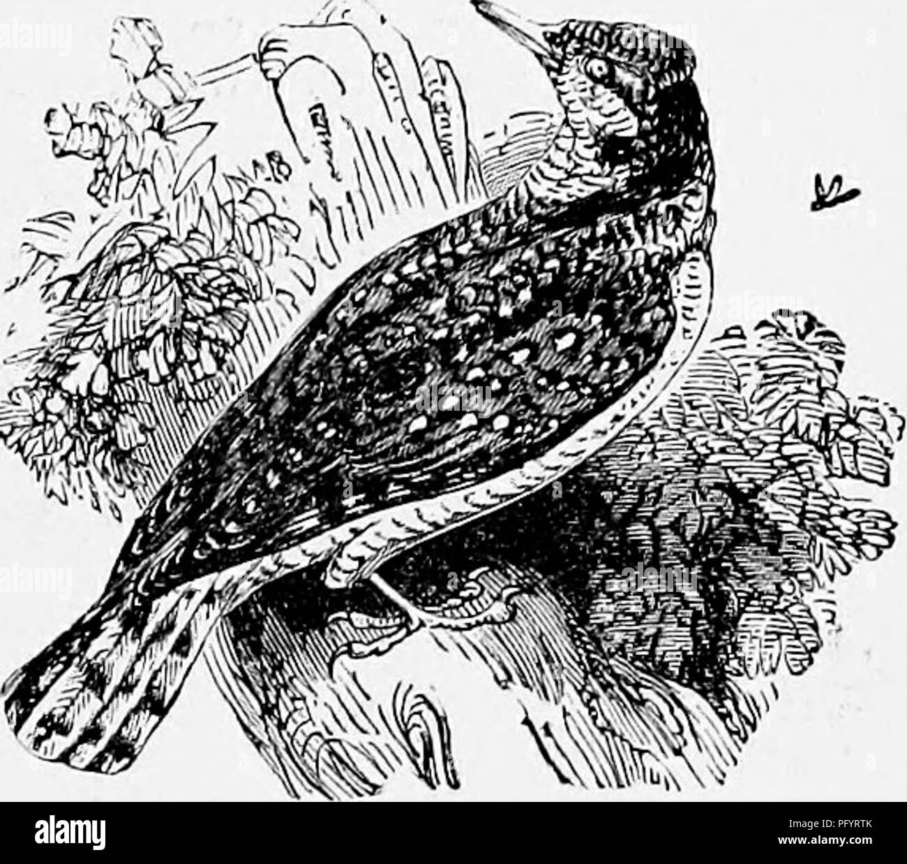 . The popular natural history . Zoology. THE WRYNECK. 363 red on the