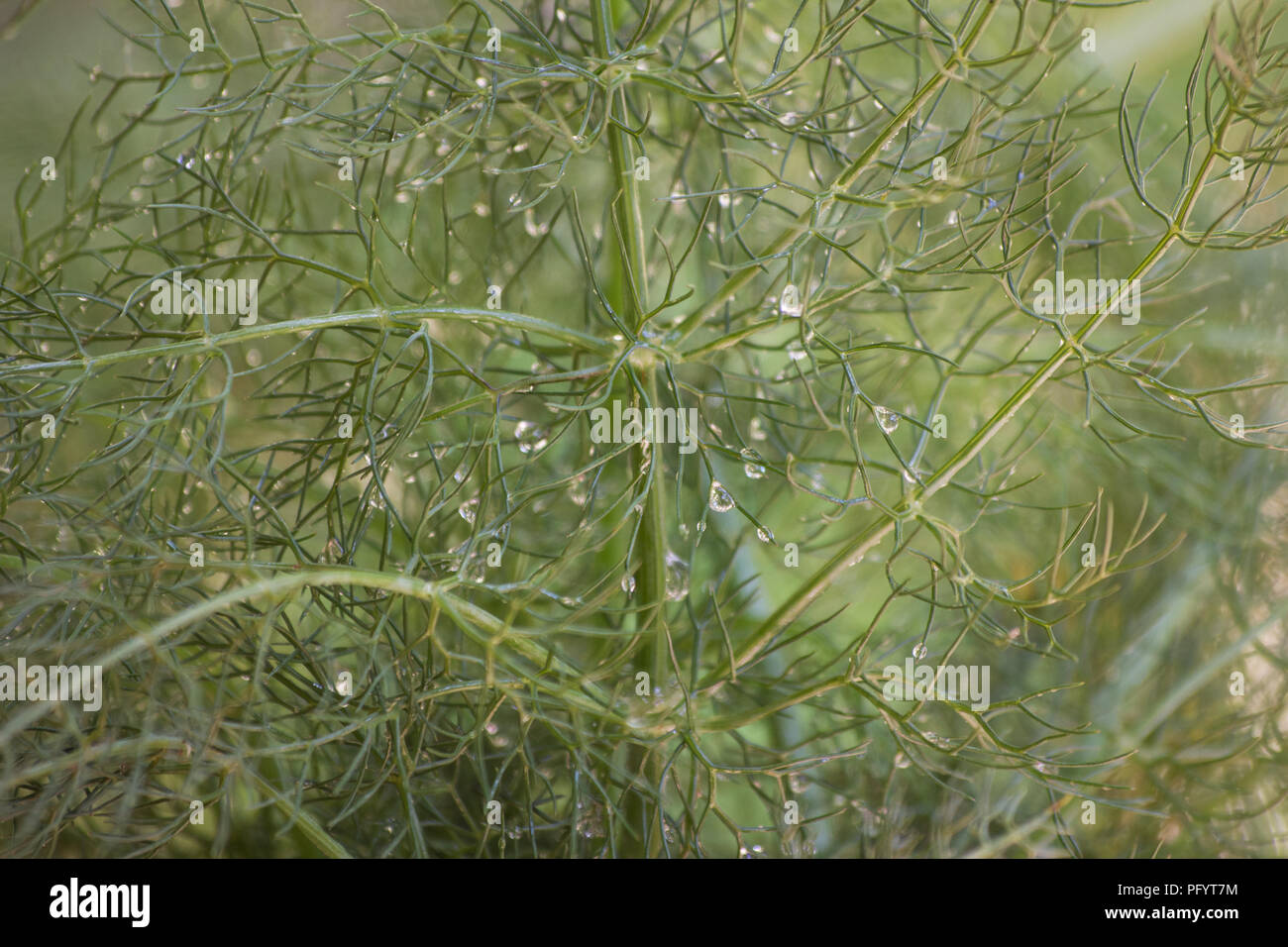 Sweet fennel (Foeniculum vulgare) plant Stock Photo Alamy