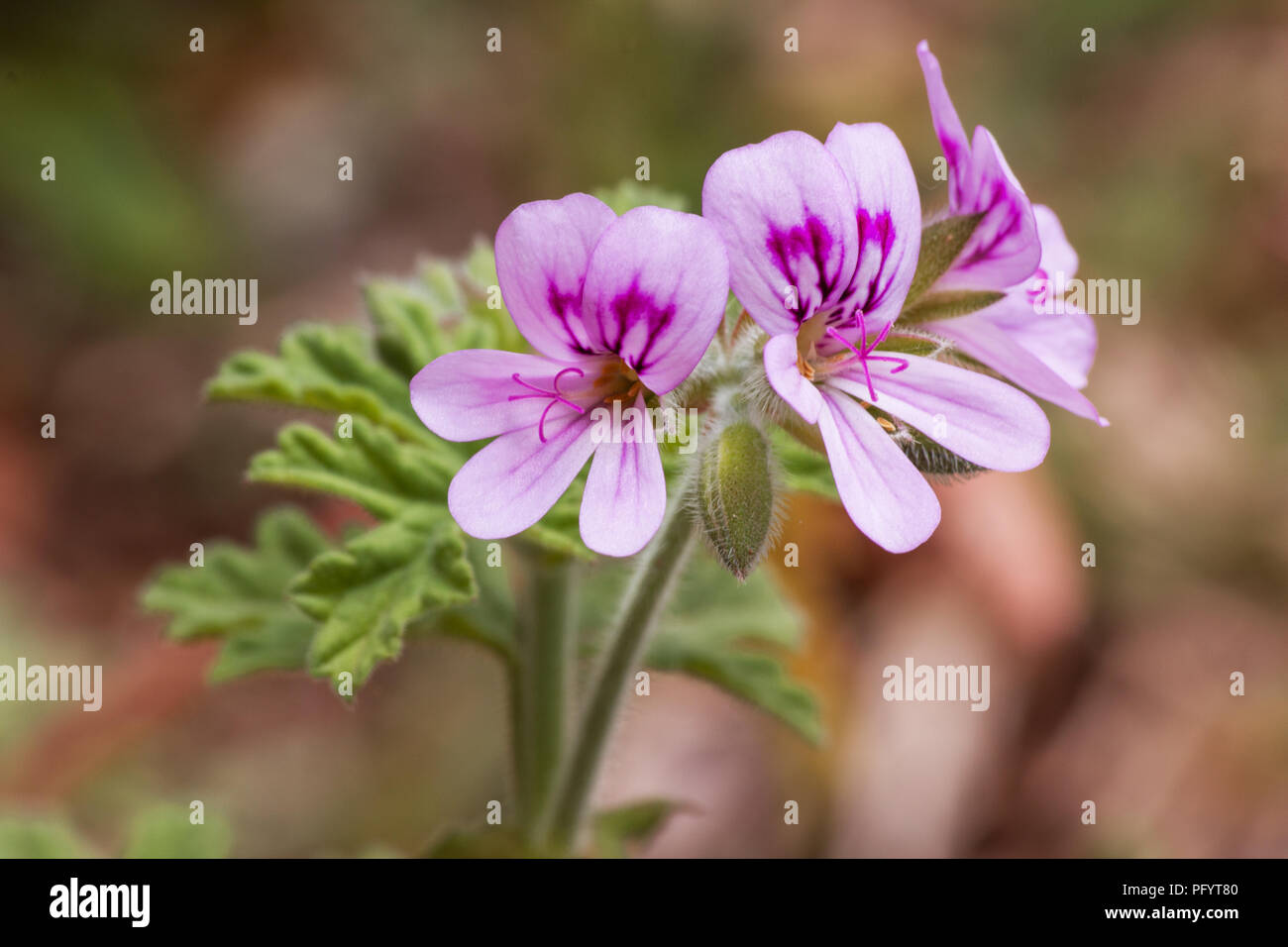 Sweet scented geranium (Pelargonium graveolens) flowers Stock Photo Alamy