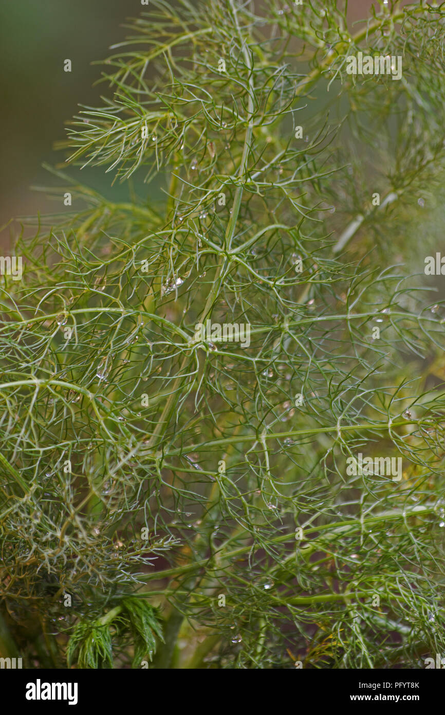 Sweet fennel (Foeniculum vulgare) plant Stock Photo Alamy