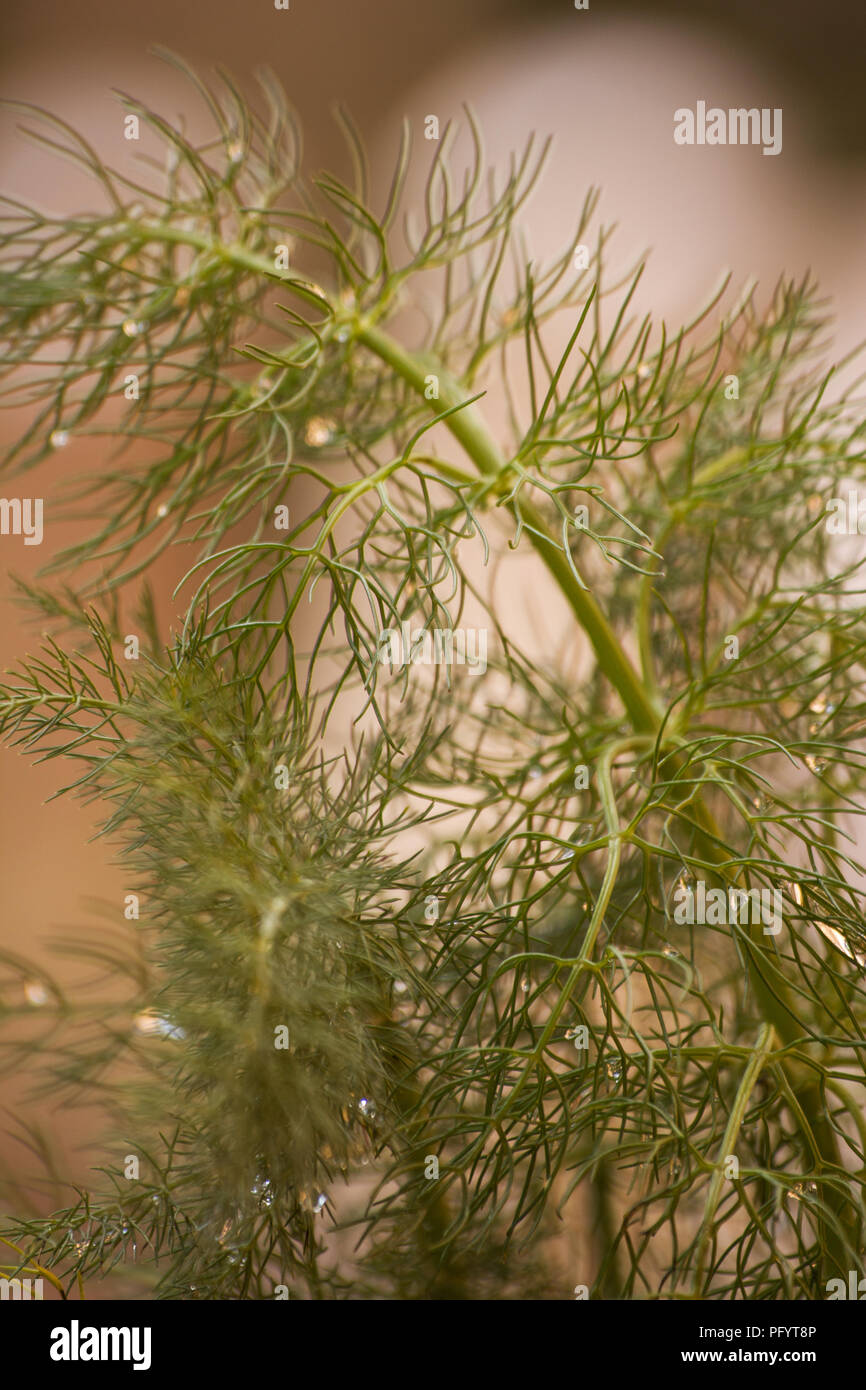 Sweet fennel (Foeniculum vulgare) plant Stock Photo Alamy
