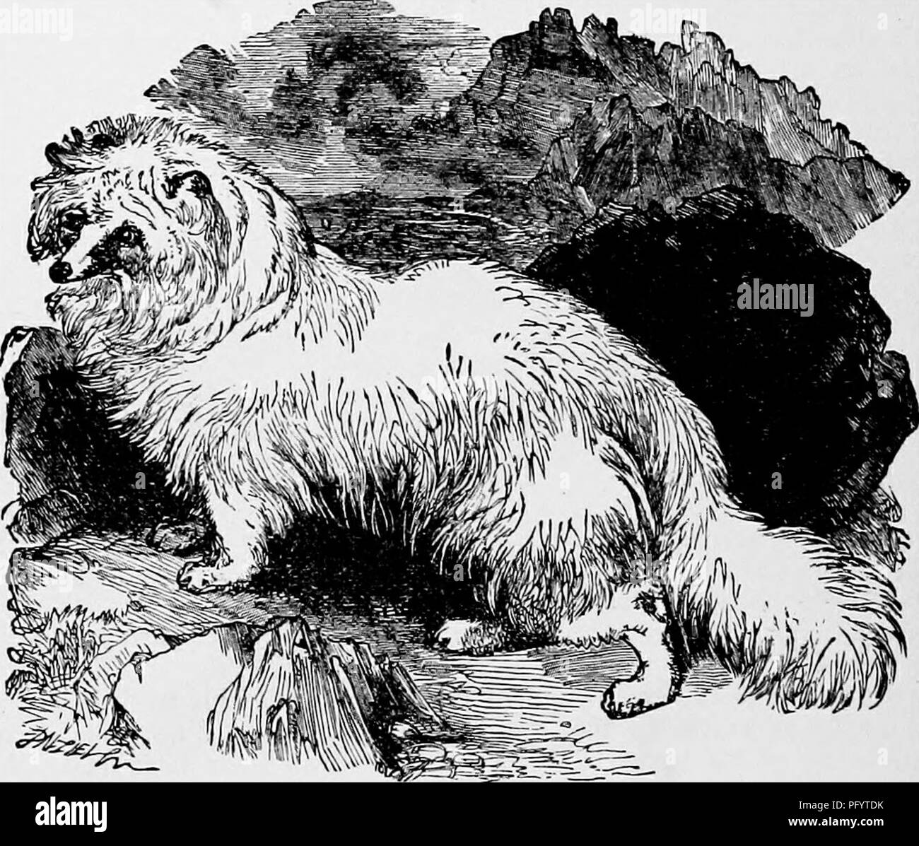Hairs In Tail Black And White Stock Photos Images Alamy