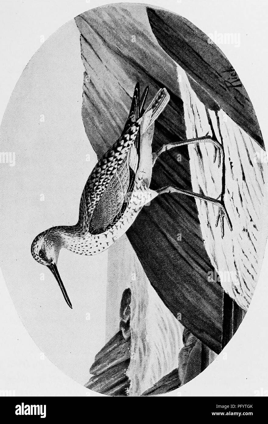 . Feathered game of the Northeast. Game and game-birds. . Please note that these images are extracted from scanned page images that may have been digitally enhanced for readability - coloration and appearance of these illustrations may not perfectly resemble the original work.. Rich, Walter Herbert, 1866-. New York, T. Y. Crowell &amp; Co Stock Photo