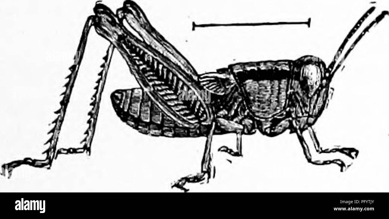 . Handbook of nature-study for teachers and parents, based on the Cornell nature-study leaflets. Nature study. Insect Study 3^1 perfect wings, it does not grow larger. Many adult insects take very little food, although some continue to eat in order to support life. The adult stage is ordinarily shorter than the larval stage; it seems a part of nature's economic plan that the grown-up insects should live only long enough to lay eggs, and thus secure the continuation of the species. Insects having the four distinct stages in their growth, egg, larva, pupa and adult, are said to undergo complete Stock Photo