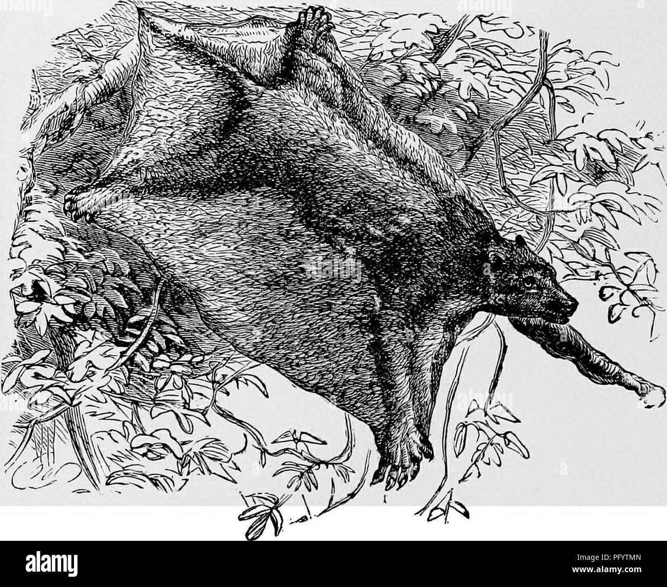This work provides an overview of various species, including the colugo ...