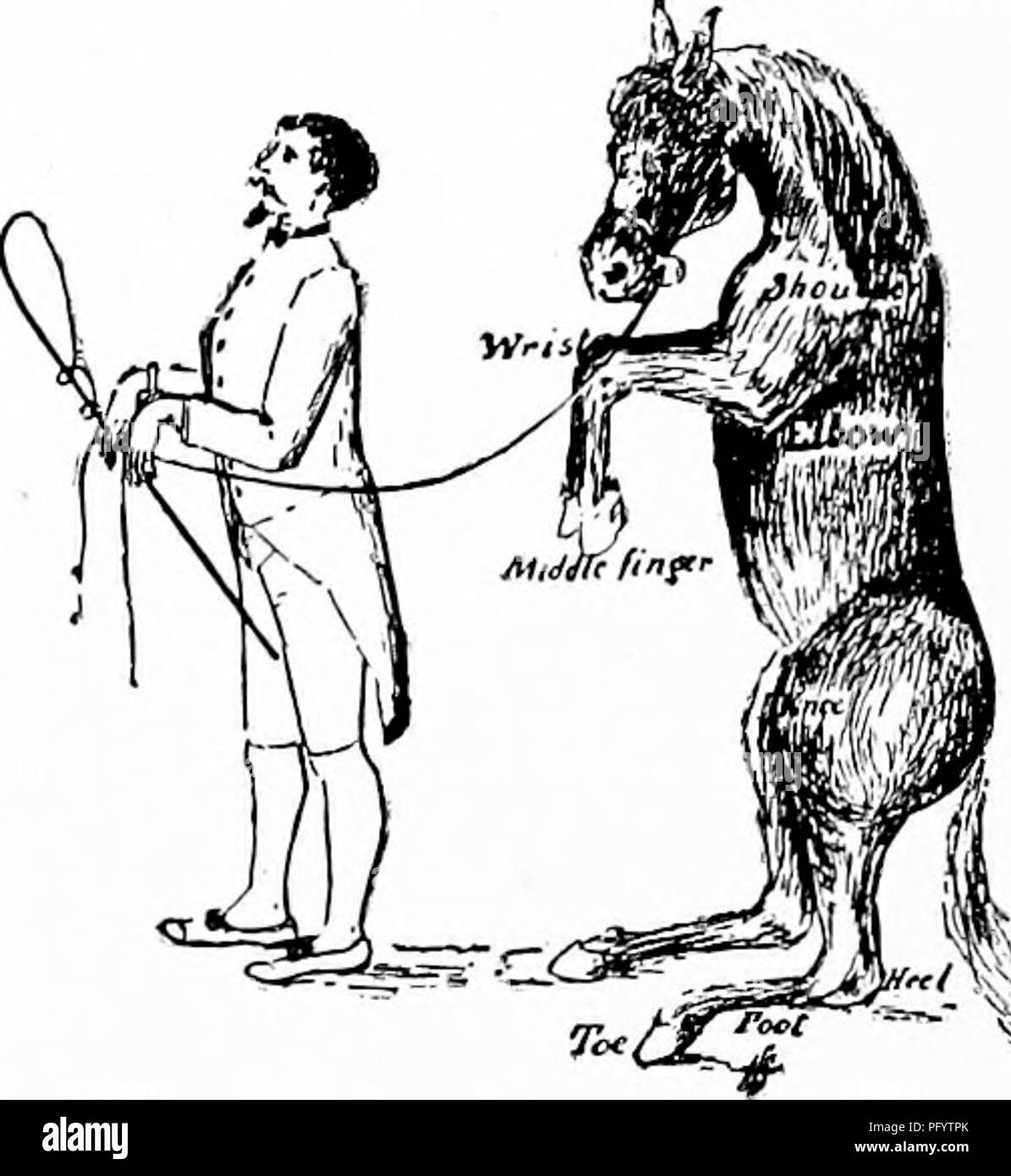 Handbook of nature study for teachers and parents based on the Cornell nature study leaflets. Nature study. Hai tdbook of Nature Study ears indicate a high strung sensitive animal. The eyes are placed...