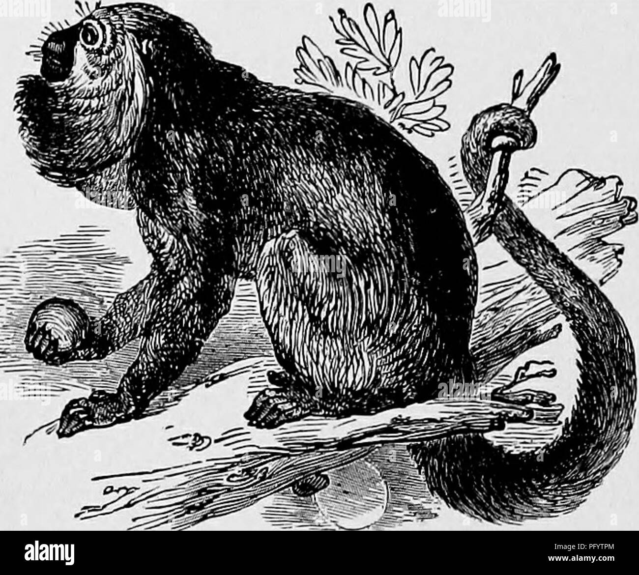 . The popular natural history . Zoology. THE URSINE HOWLER. In captivity, the Marimonda is a gentle and atfectionate animal, attaching itself strongly to those persons to whom it takes a fancy, and playing many fantastic gambols to attract their attention. Its angry feelings, although per- haps easily roused, do not partake of the petulant malignity which so oftm characterises the monkey race, and are quite free from the rancorous vengeance which is found in the baboons. Very seldom does it attempt to bite, and even when such an event does take place, it is rather the effect of sudden terror t Stock Photo