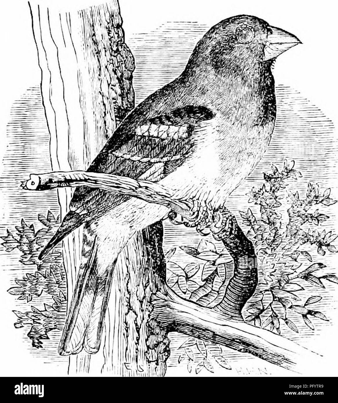 This image is part of a guide to North American birds, detailing ...