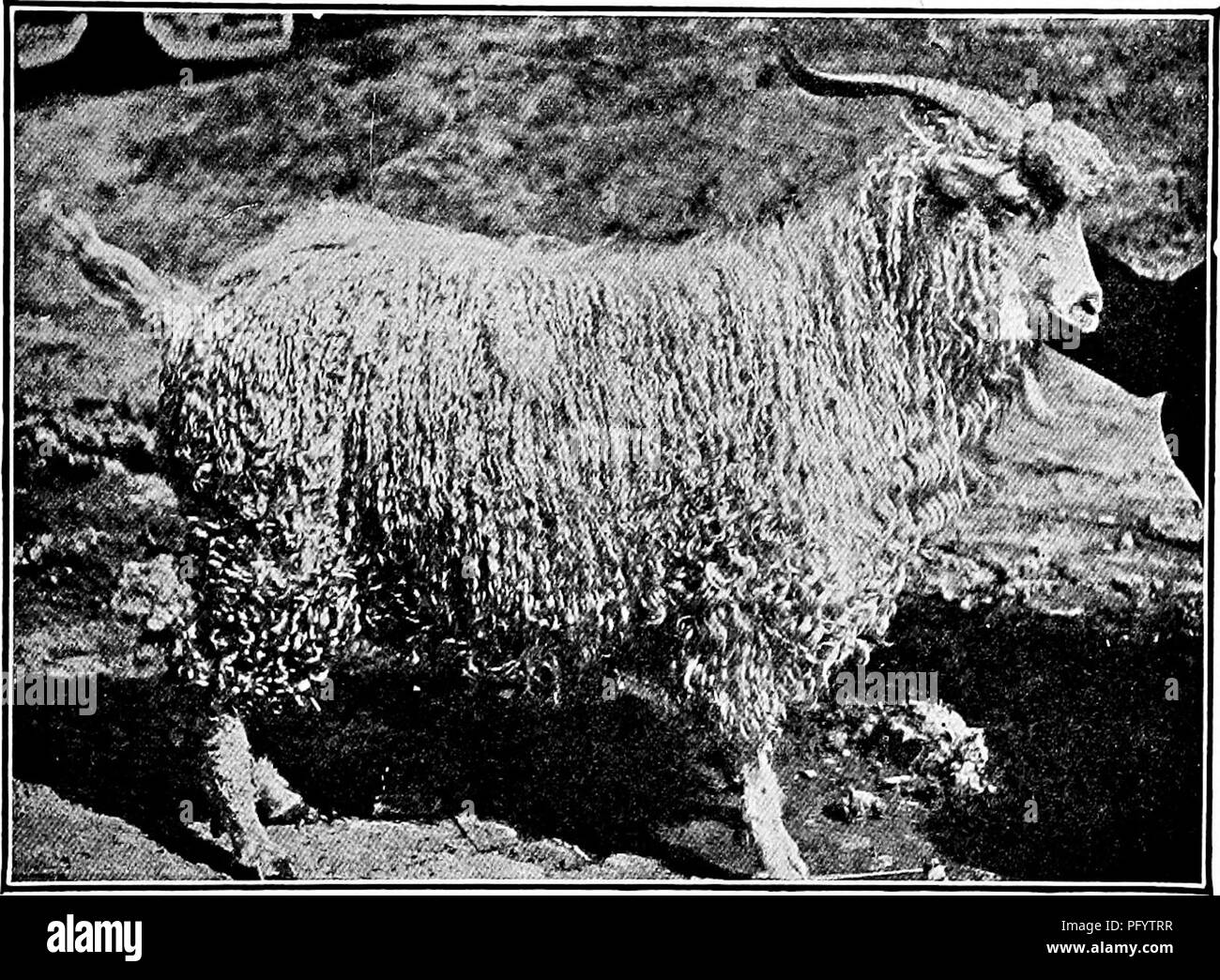 Angora goat Black and White Stock Photos & Images - Alamy