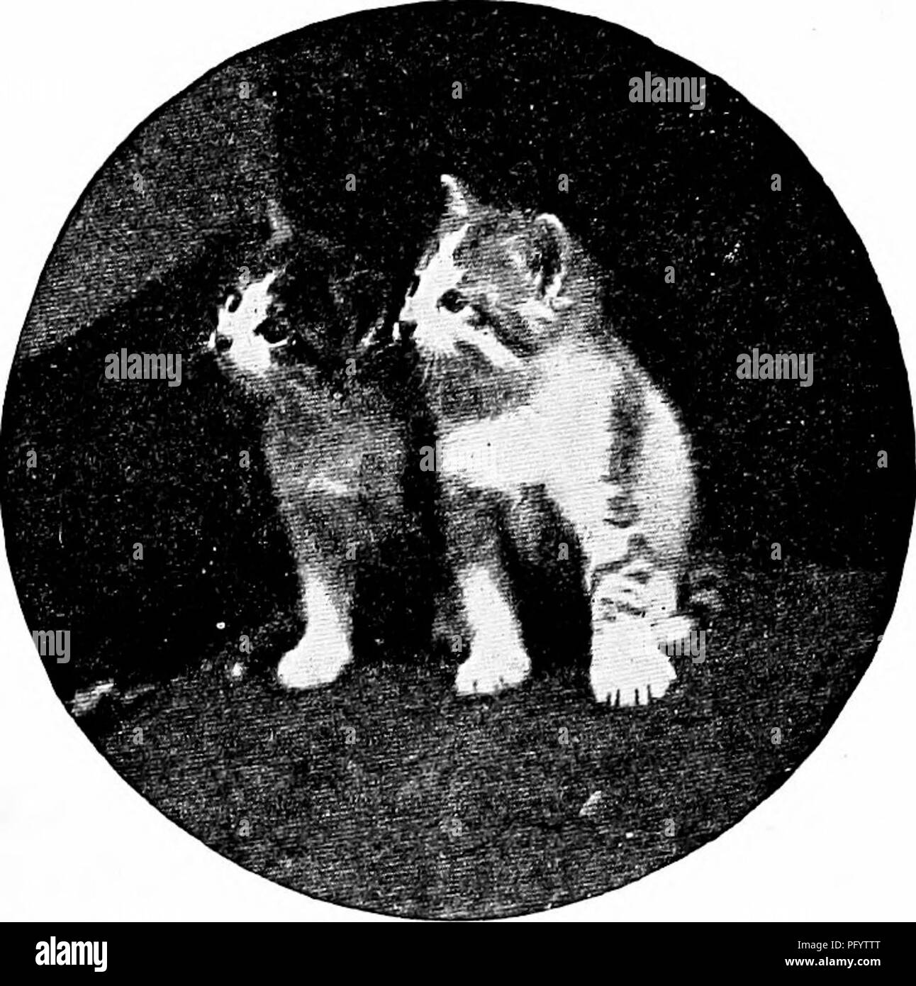 Cat Dog Hybrid Cornell