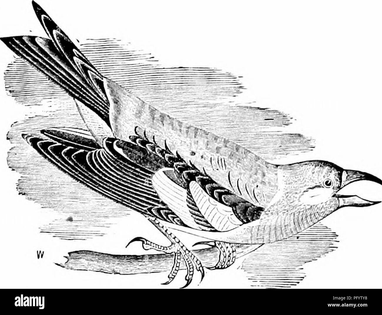 This ornithology reference guide provides a detailed overview of North ...