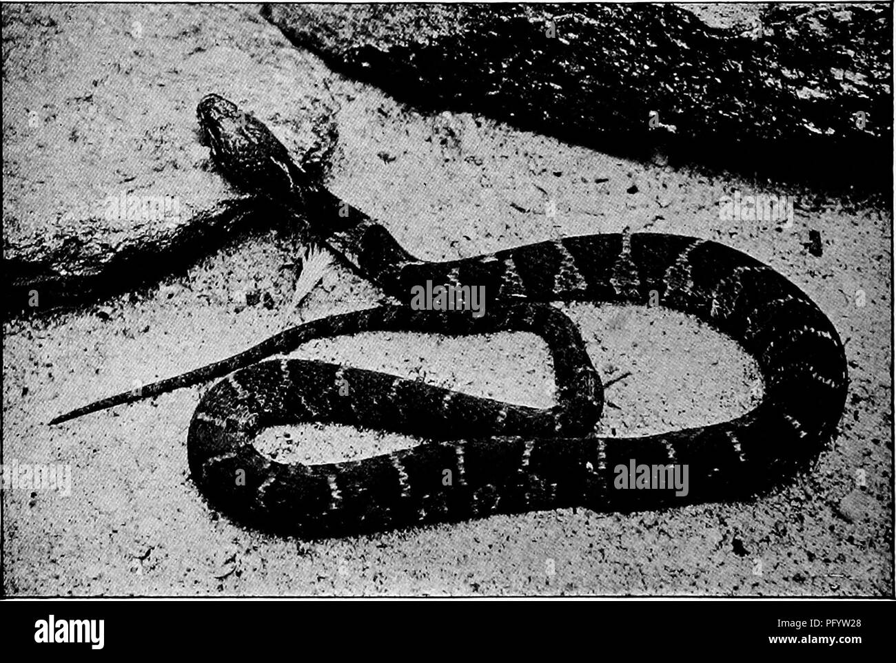 alamy
