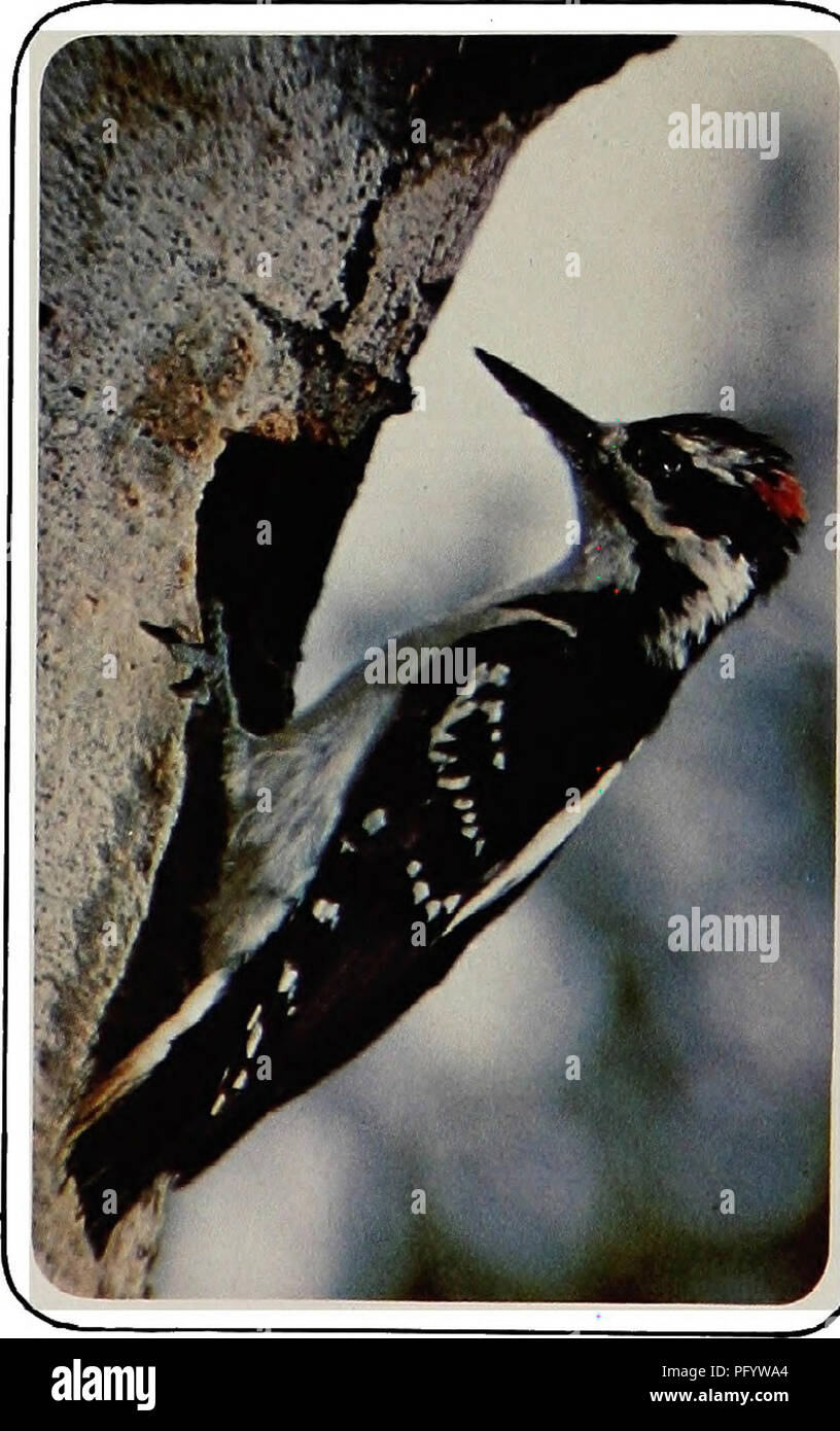 . Birds of Yellowstone and Grand Teton National Parks . Birds; Birds