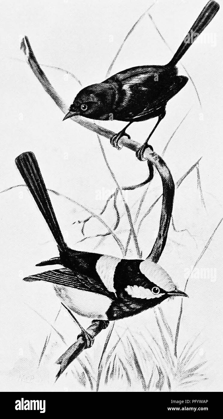 . The birds of Australia. Birds. THE WKENS 327. &quot;N.S.W. Agricultural Gazette.&quot; A. J. North. Blue Wrens. Black-headed Superb Warbler: Malurus melanocephalus. Superb Warbler: Malurus cyaneus.. Please note that these images are extracted from scanned page images that may have been digitally enhanced for readability - coloration and appearance of these illustrations may not perfectly resemble the original work.. Lucas, Arthur Henry Shakspere; Le Soue?f, W. H. Dudley. Melbourne, London [etc. ] Whitcombe and Tombs Limited Stock Photo