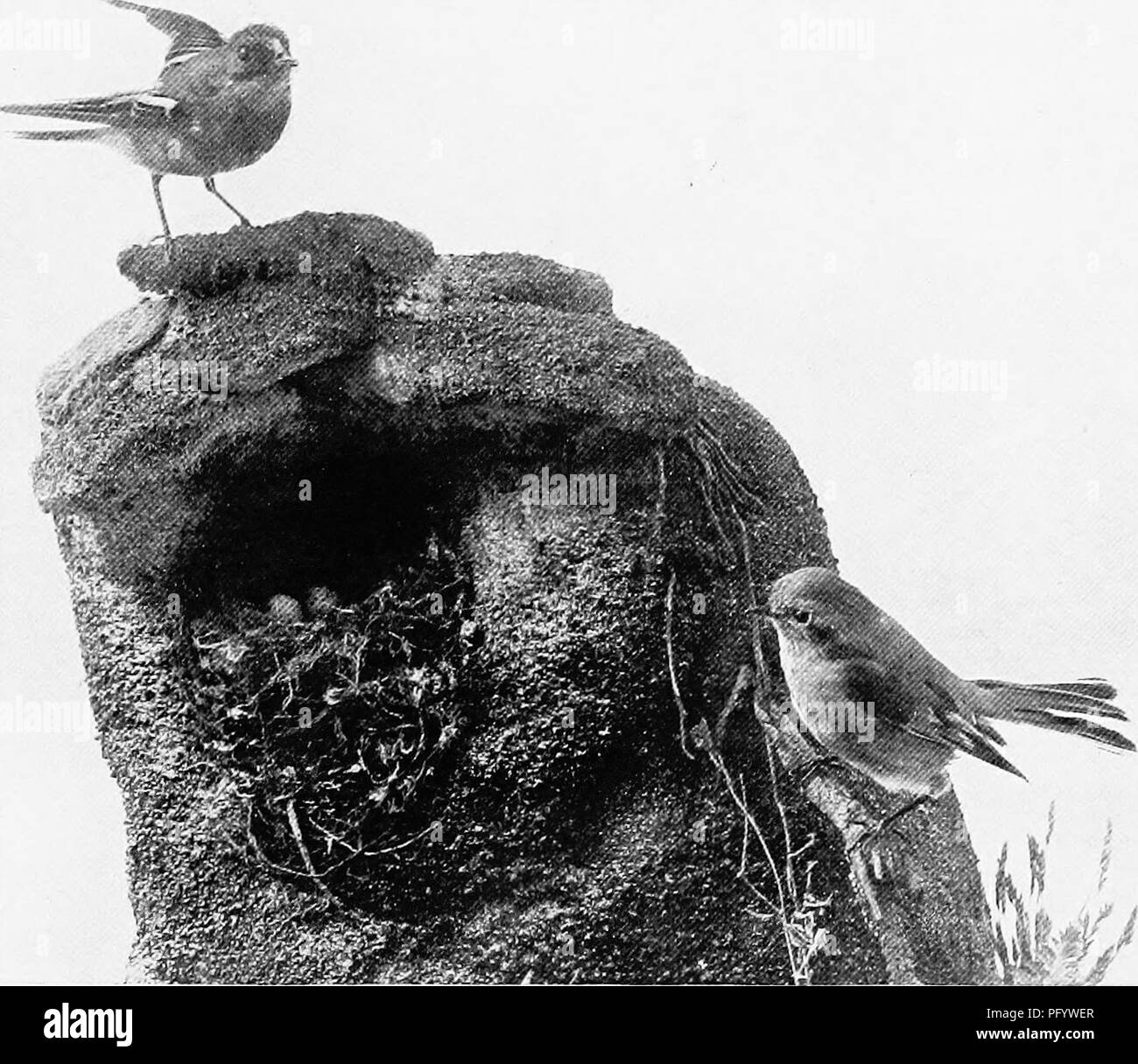 The birds of Australia. Birds. TKEE-TITS 275 Gemts Smiconil.s. Tree-tits.  The smallest of the Australian birds, the length under 3^2 inches, the wing  2 inches or under. The habits are those