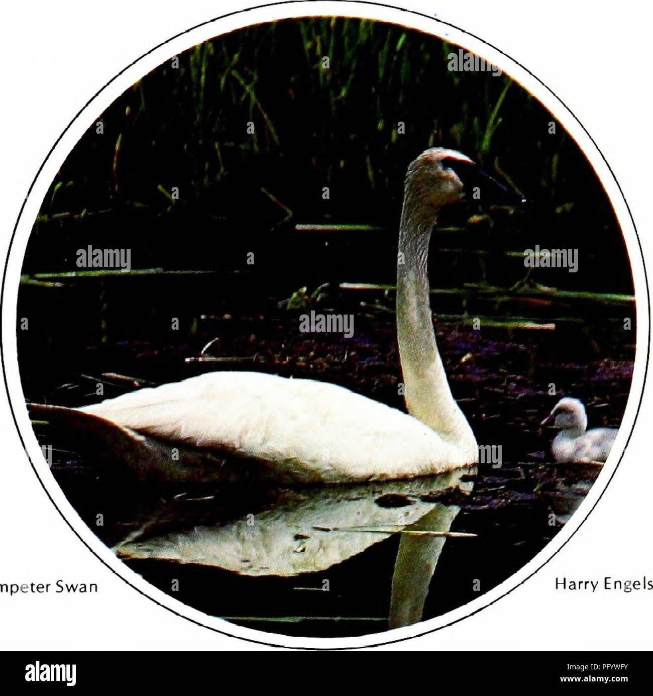 . Birds of Yellowstone and Grand Teton National Parks . Birds; Birds. TRUMPETER SWAN (Olor buccinator) One of the most graceful and picturesque of all birds, the trumpeter swan once bred from Alaska to Wyoming and eastward to Missouri and Indiana. Commercial demand for swan feathers during the last century drastically reduced the number of trumpeters, however, and by the early 1930's fewer than seventy birds bred in the wild. The preservation of habitat and the protection of swans in Yellowstone, in neighboring Red Rock Lakes National Wildlife Refuge, and later in Grand Teton helped preserve t Stock Photo