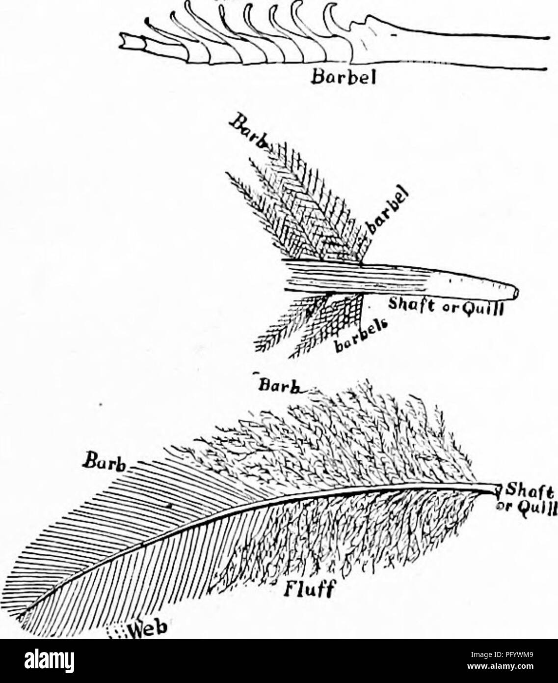Handbook of nature-study for teachers and parents, based on the Cornell  nature-study leaflets. Nature study. Bird Study 27 FEATHERS AS CLOTHING  Teacher's Story HE bird's clothing affords a natural beginning for