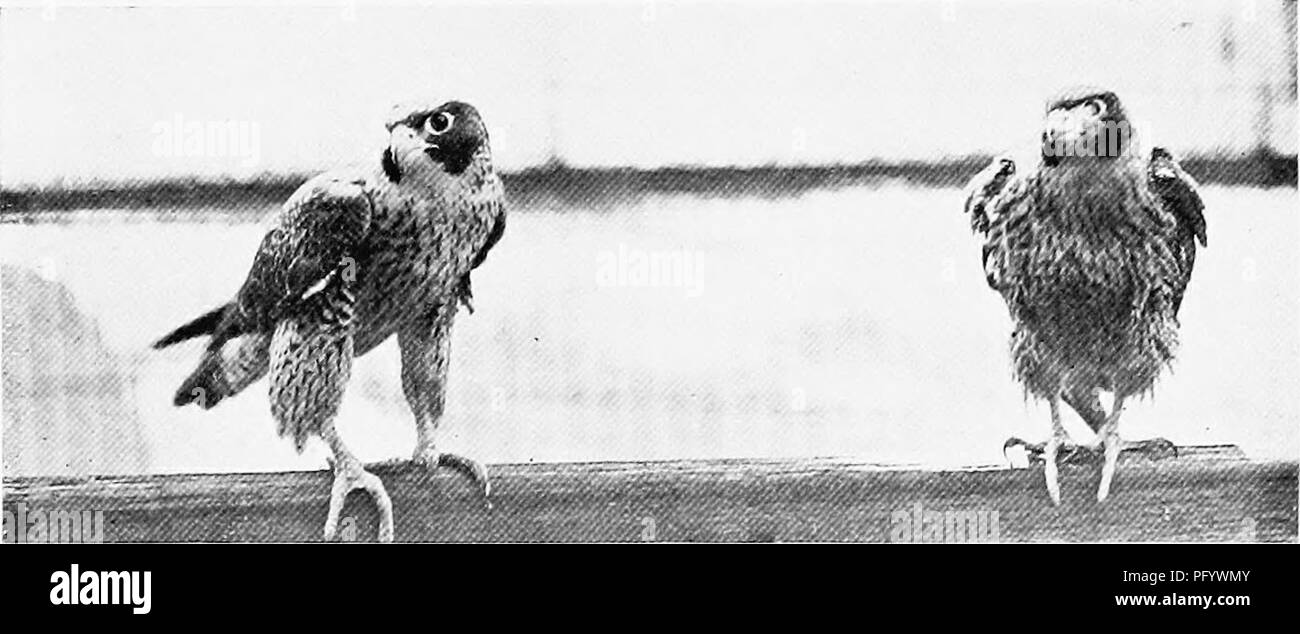 The birds of Australia. Birds. THE BLACK CHEEKED FALCON 183 Genus Falco. Of true Falcons Australia possesses four two larger F. suhnigcr and P. melanogenys and two smaller F. liypoleucus and F