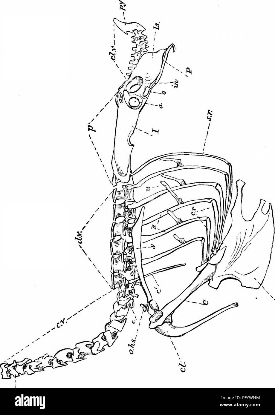 . Key to North American birds. Containing a concise account of every species of living and fossil bird at present known from the continent north of the Mexican and United States boundary, inclusive of Greenland and lower California, with which are incorporated General ornithology: an outline of the structure and classification of birds; and Field ornithology, a manual of collecting, preparing, and preserving birds. Birds; Birds; 1887. 136 GENEBAL ORNITHOLOGY. whence arise all the nerves of the body, excepting those of the sympathetic nervous system). The lower ring is the htemal arch (Gr. alfi Stock Photo