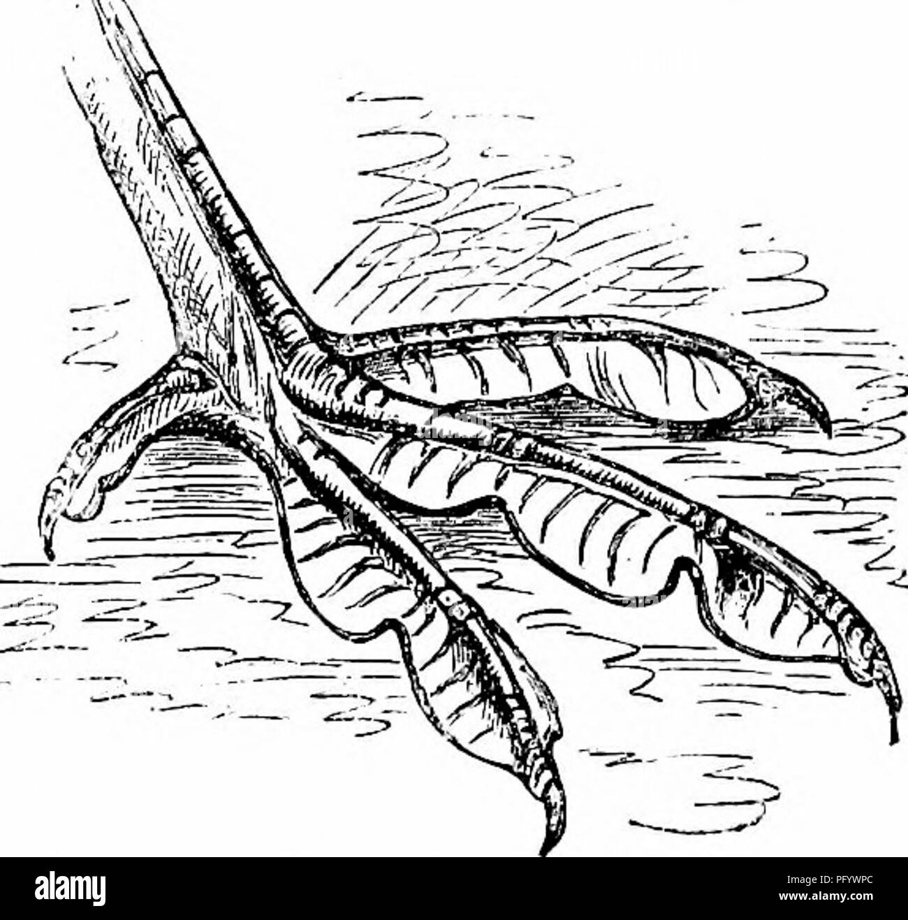 . Key to North American birds. Containing a concise account of every species of living and fossil bird at present known from the continent north of the Mexican and United States boundary, inclusive of Greenland and lower California, with which are incorporated General ornithology: an outline of the structure and classification of birds; and Field ornithology, a manual of collecting, preparing, and preserving birds. Birds; Birds; 1887. Fig. 52. — Totipalmate foot of a pelican; reduced.. Fig. 53. — Lobate foot of a coot; reduced.. Please note that these images are extracted from scanned page ima Stock Photo