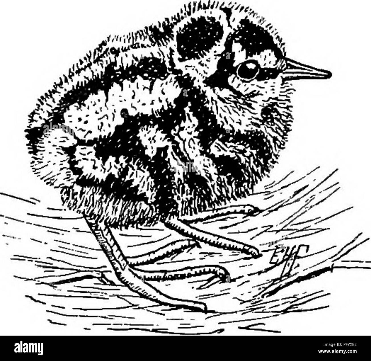 . Useful birds and their protection. Containing brief descriptions of the more common and useful species of Massachusetts, with accounts of their food habits, and a chapter on the means of attracting and protecting birds. Birds; Birds. 44 USEFUL BIRDS.. Fig. 21. - A young Woodcock, ready to leave the nest. The Amount of Food required by Young Birds. It seems necessary to the health and comfort of the nest- ling bird that its stomach be filled with food during most of the day. Nearly half a century ago Prof. D. Treadwell called attention to the great food requirements of the young Robin. Two yo Stock Photo