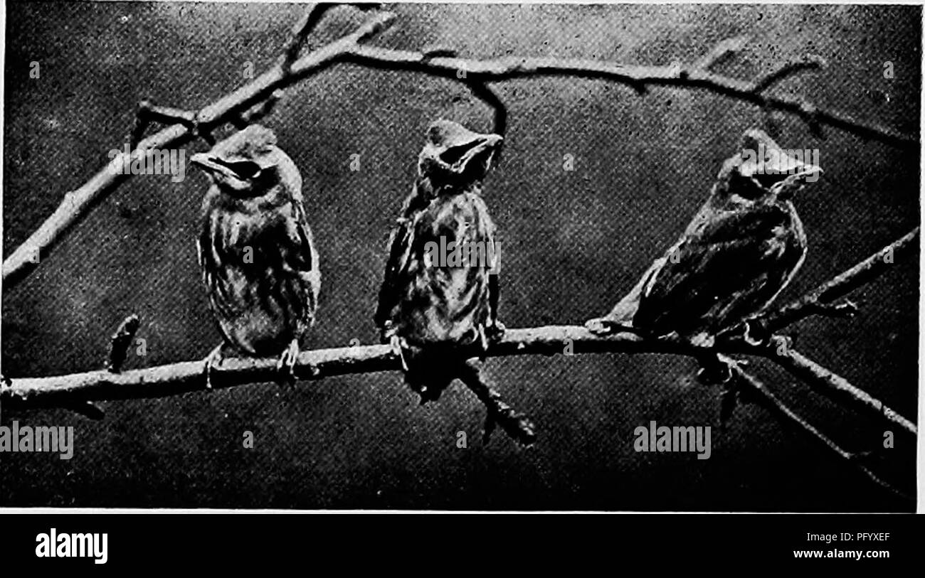 . Camera studies of wild birds in their homes . Birds; Photography of birds. 152. Fig. 129. YOUNG CEDARBIRDS. CUCKOOS. Two species of Cuckoos are commonly found in eastern North America, the Black-billed and the Yellow-billed. The former is the most abundant in the northern half of the United States and the latter in the southern half. The two species are very easily distinguished although beginners in bird study often get them confused. The Yellow-billed Cuckoo is the largest, has a yellow lower mandible and the outer tail-feathers are black with broad white tips. The Black-billed species has Stock Photo