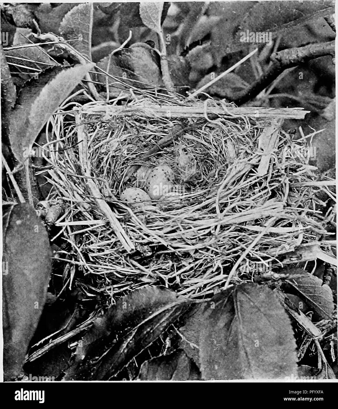 This photographic collection captures wild birds in their natural ...