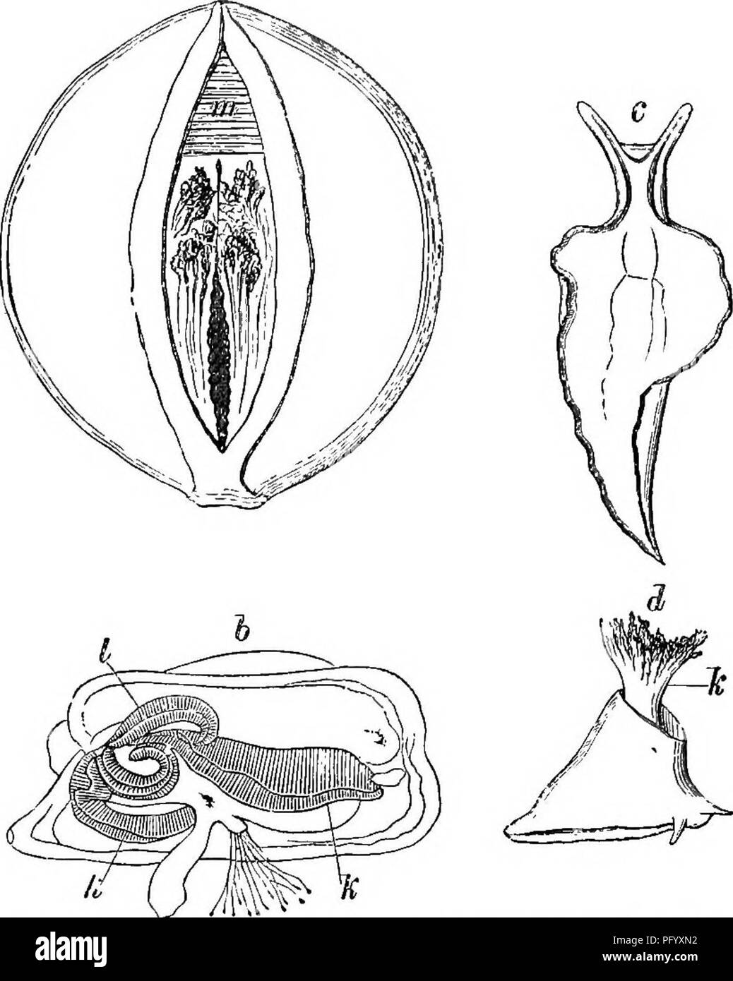 . Animal life as affected by the natural conditions of existence. Animal ecology. 170 THE INFLUENCE 01' INANIMATE SUEROUNDINGS. some species of Lucina (fig. 48, a), situated on the ventral margin of the mantle. In the Annelida the gills are usually an appendage of the legs, and sometimes are placed directly on the body or at the fore end, as in Sahella, Strpula, Terehdla, &amp;c. Finally, the number of Invertebrata is by no means small â which dispense entirely with such distinct, conspicuous organs. :==r^ Pig. 43.-Gills of Mollusca. a, Lvcim pldlippensis, with four nmntle gills belnnd the mus Stock Photo