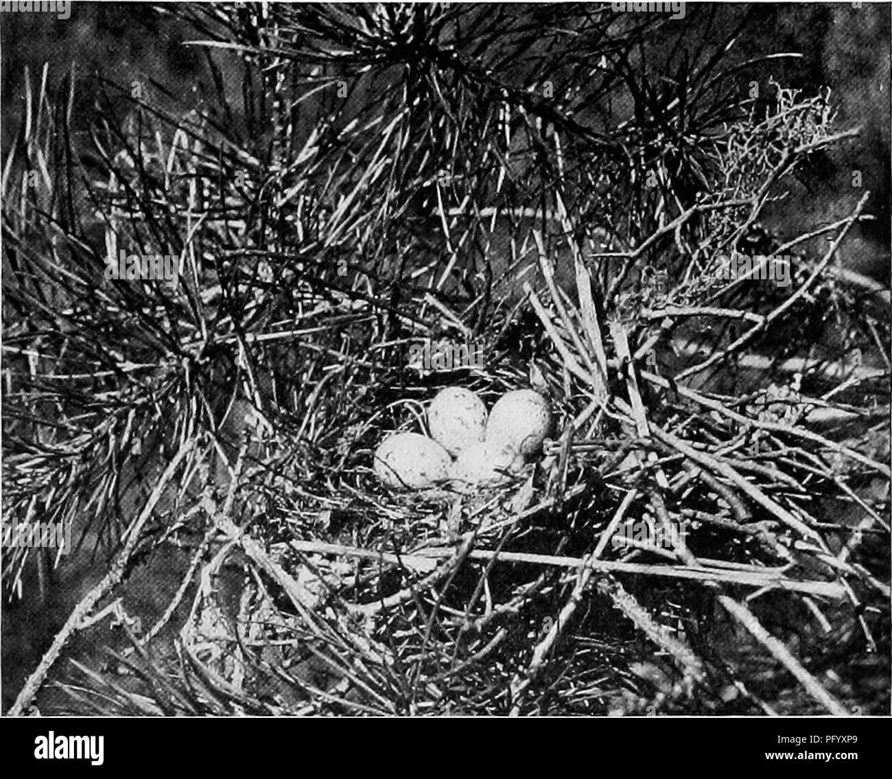Page 2 Blue Jay Nest High Resolution Stock Photography And Images Alamy
