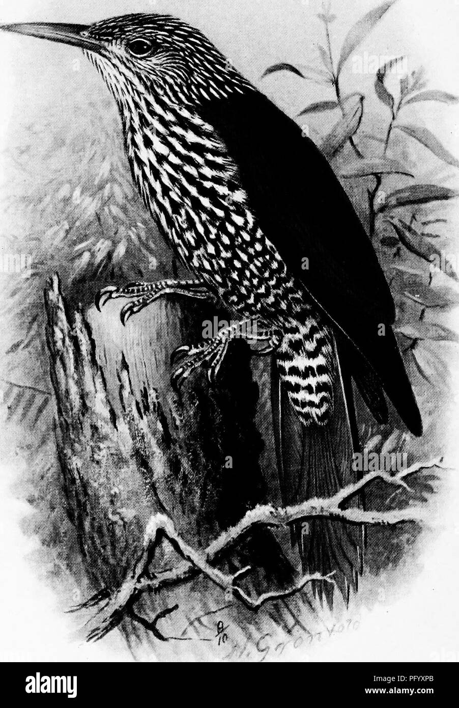 . The birds of British Guiana, based on the collection of Frederick Vavasour McConnell. Birds. Birds of British Guiana. Vol. II. PI. II.. Berlepschia rikeri. Riker's Pointed-tail.. Please note that these images are extracted from scanned page images that may have been digitally enhanced for readability - coloration and appearance of these illustrations may not perfectly resemble the original work.. Chubb, Charles; McConnell, Frederick Vavasour, d. 1914. London, B. Quaritch Stock Photo