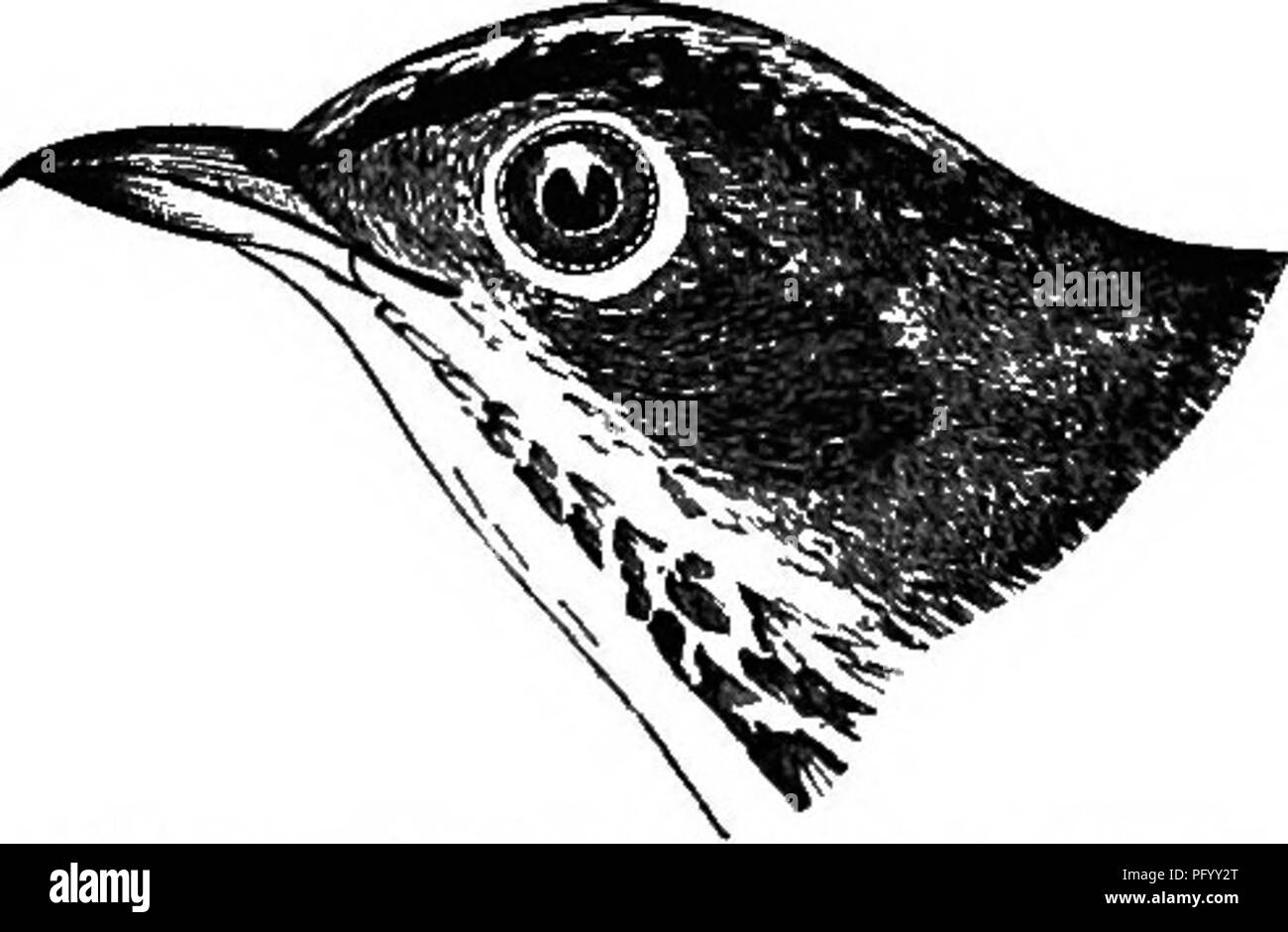 . Birds of the Colorado valley ... scientific and popular information concerning North American ornithology;. Birds. 296 THE GENUS SIUEUS The only species of Dendrceca not taken into account in the foregoing pages are the two following:— Dendrceca pbaretra. SylTlcola pbaretra, Gosse, B. Jam. 1847,163.—Goese, lUaat. B. Jam. 1848, pi. 2S.—Bp. CA. i. 1850, 309.—OsJurn, &quot; Zoologist, p. 6660 &quot;. Mnlotilta pbaretra, Gray, G. of B. i. 1848, m.—Giebel, NomeDcl. Av. 1875, 605. Dendrceca pbaretra, Sd. PZS. i. 1861,71.—Sci. Cat. AB. 1862, 3X.—Sund. Oefv. K. Vet.- Akad. Forh. Hi. 1869, 617. Dendr Stock Photo