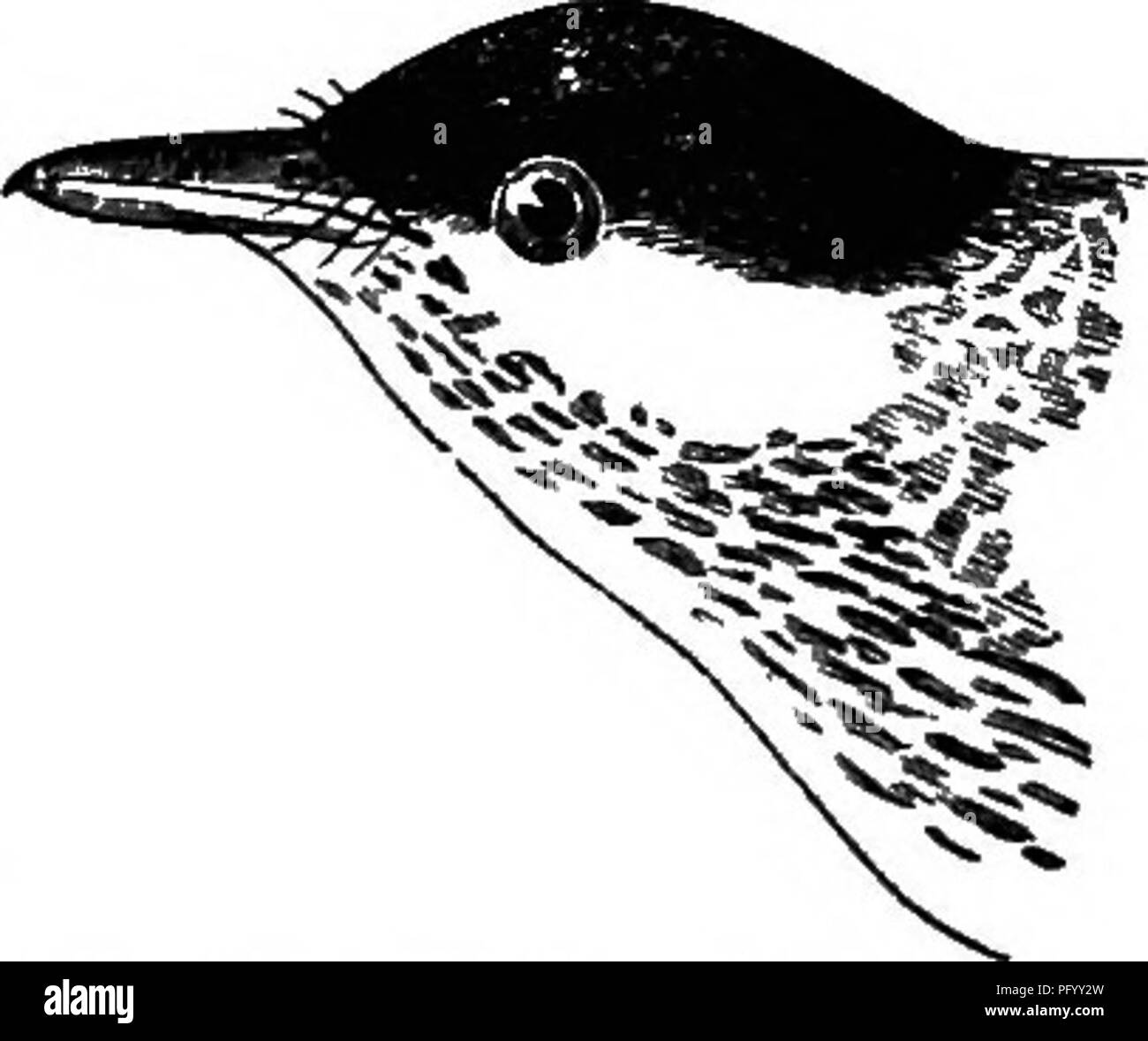 . Birds of the Colorado valley ... scientific and popular information concerning North American ornithology;. Birds. 288 SYNONYMY OF DENDECECA STRIATA Black-poll TVarbler Bendrseca striata Mnsclcapa striata, Forst Philos. Trans. IxiL 1772,406,4-38, n. 31 (Severn Eiver).—(Jm. S. N. i. 1788, 930, n. 7 (from Forster; qaotea also MiJK. IlL pL 15, A. B.).—Lath. 10. ii. 1790, 481, n. 56 (from Forster; qui&gt;teB alao Striped Flycatcher, Penn. A. Z. 11 390, and Lath. SjD. ii. pt. i. 349).—Turt. Sif. i. 1806,571 Steph. Gen. ZooL x. 1817,370. UotsclUa striata, Gm. SX. 1. 1788, 97fi, u. 194 (Black-poU W Stock Photo