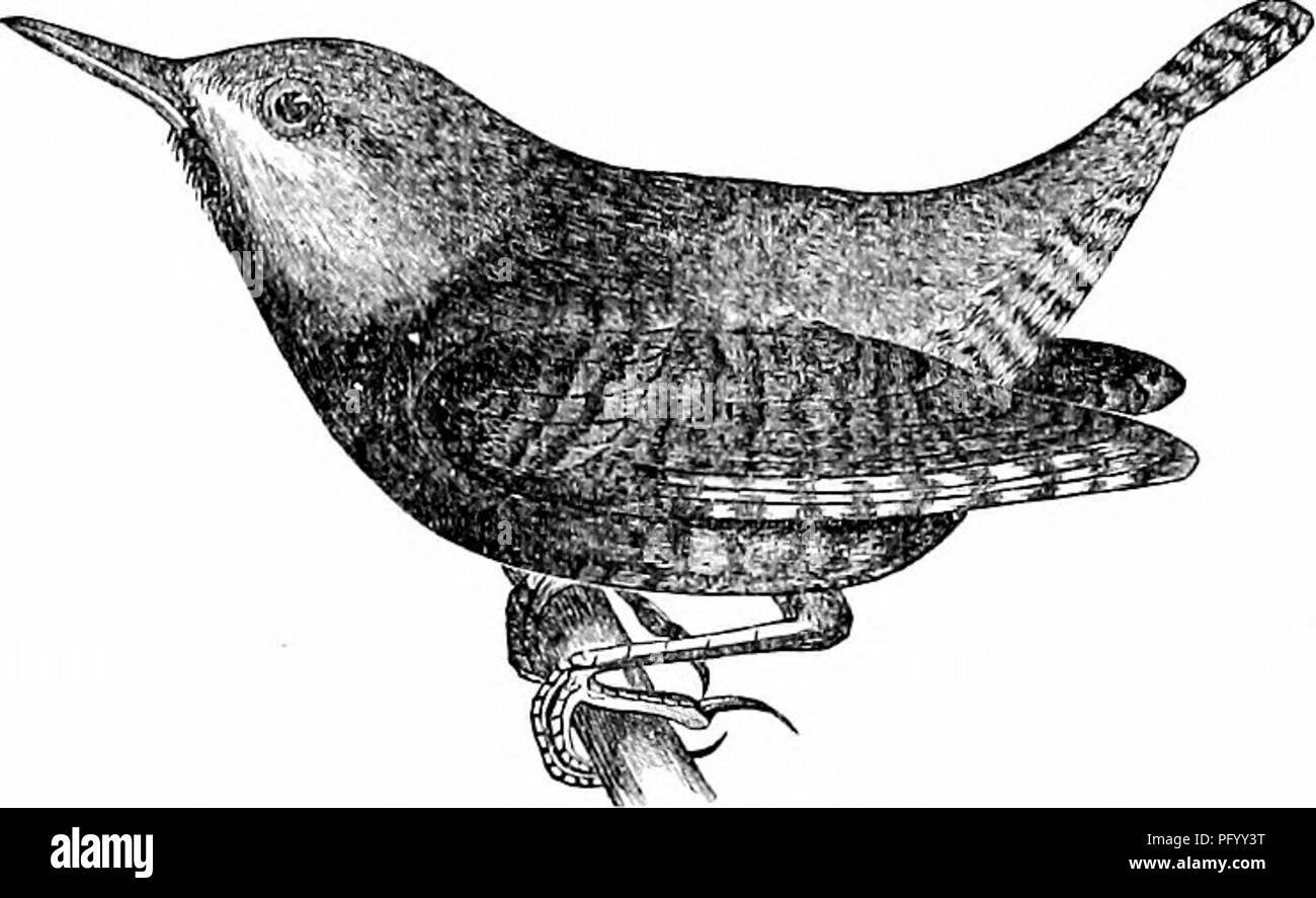 . Birds of the Colorado valley ... scientific and popular information concerning North American ornithology;. Birds. CHARACTERS OF THE WINTER WREN 177 Troglodytes (Alior(liura) hyeilialis, Bd. BNA. 1858, 369.—Allen, Vr. Ess. Inst. iv. 1864, 68.— Cones, Vr. Phila. Aoacl. 1866, 78. Aliordiura hyeuialis, Ooues ff PmU. Smiths. Rep. for 1861, 1863, ilO.—Coius, Pr. Baa. Inst. V. 1868, 278.—CoMs, Pr. Bout. Soo. xii. 1868, 108.—Mai/n. Nat. Guide, 1870, 'M.—JUai, Bull. MCZ. ii. 1871, '261.—Trippe, Am. Nat. vii, 1873, 498. Troglodytes eiiropieu^*, Bp. Journ. Phila. Acad. iv. 1834, 18&amp;.—Bp. Ann. Lye. Stock Photo