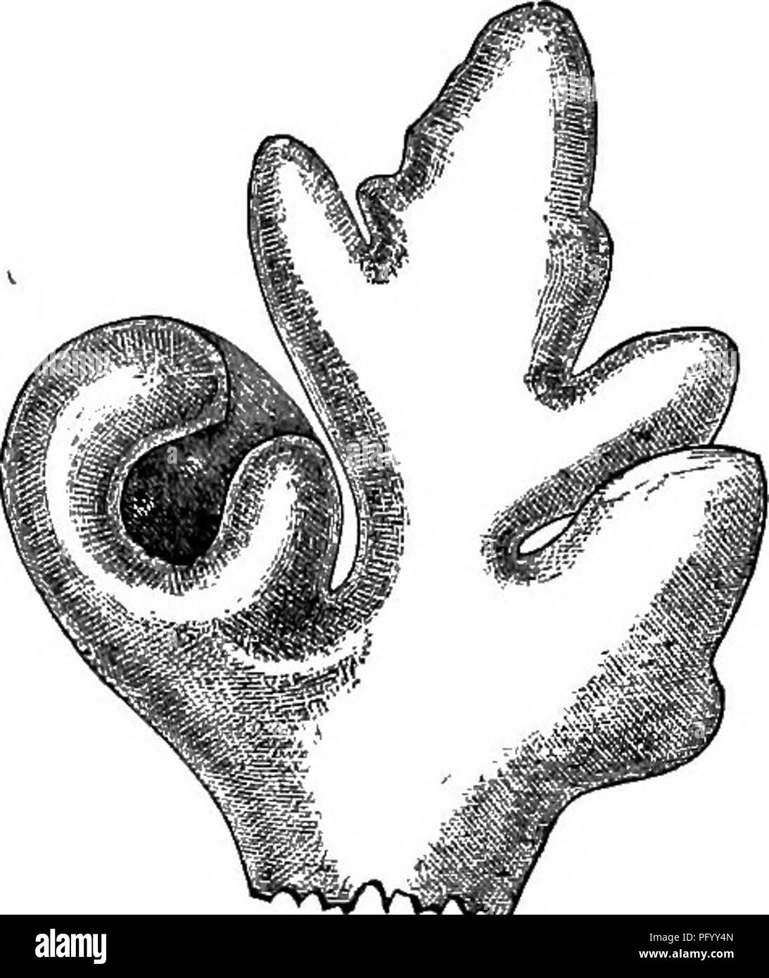 Insect Bladder This work focuses on carnivorous plants, particularly the genus ...