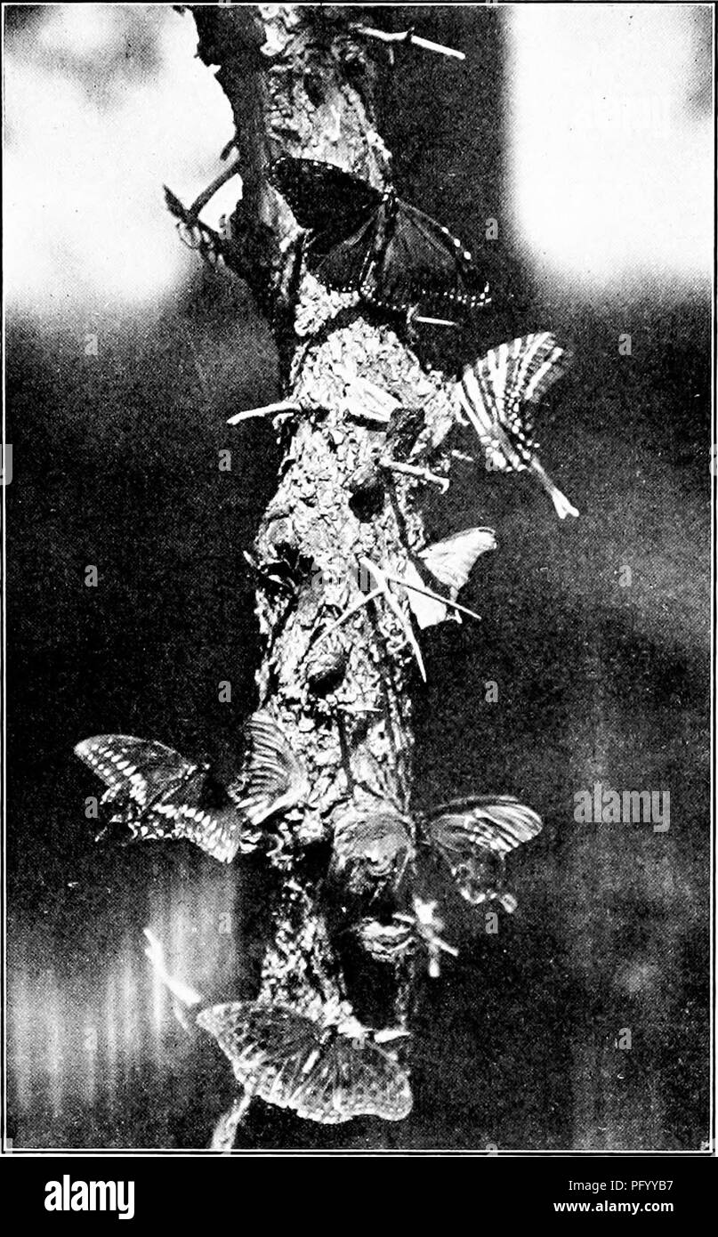 . Homing with the birds; the history of a lifetime of personal experience with the birds. Birds. A carousal of butterflies, moths and beetles, drinking fermenting sap oozing from afresJdy trimmed wild crab apple tree. Ill. Please note that these images are extracted from scanned page images that may have been digitally enhanced for readability - coloration and appearance of these illustrations may not perfectly resemble the original work.. Stratton-Porter, Gene, 1863-1924. Garden City, Doubleday, Page &amp; Company Stock Photo