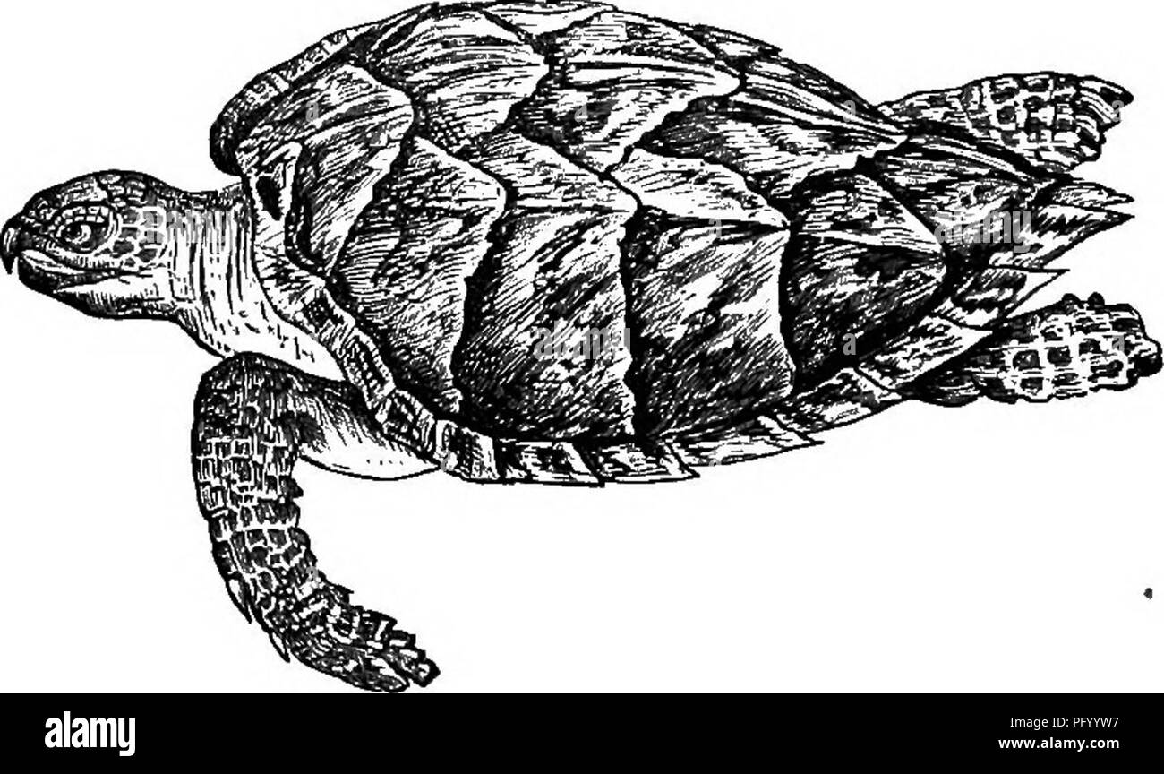 . Natural history of animals. Containing brief descriptions of the animals figured on Tenney's Natural history tablets, but complete without the tablets. Zoology. Fig. 170. — Snapping Turtle.. Fig. 171. — Hawls-bill Turtle. pounds, or more, and are caught at night when they come on shore to lay their eggs.. Please note that these images are extracted from scanned page images that may have been digitally enhanced for readability - coloration and appearance of these illustrations may not perfectly resemble the original work.. Tenney, Sanborn, 1827-1877; Tenney, Abby Amy (Gove) 1836-. New York, S Stock Photo