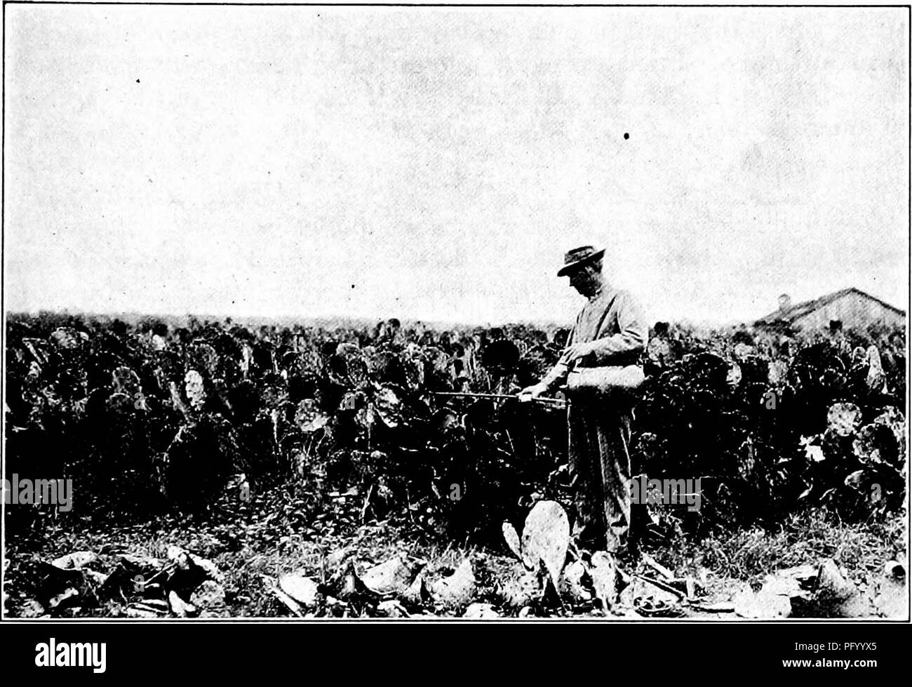 . Feeds and feeding abridged the essentials of the feeding, care, and