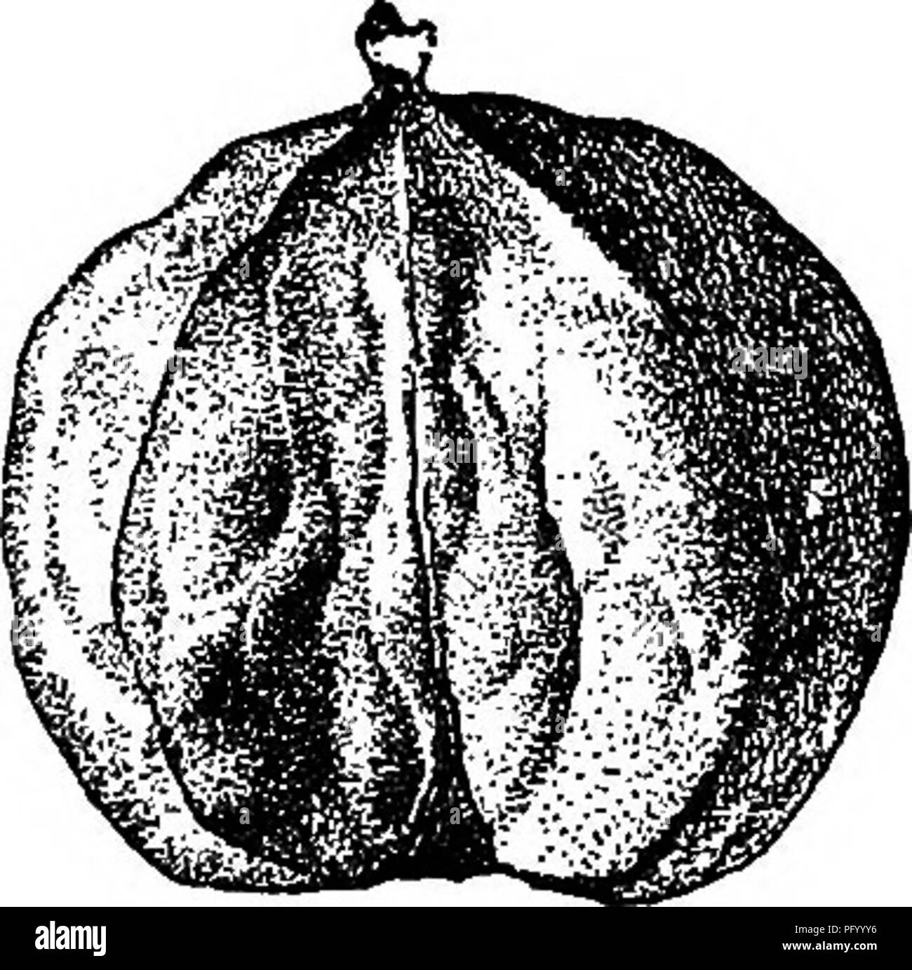 . The American fruit culturist, containing directions for the propagation and culture of all fruits adapted to the United States. Fruit-culture. ^urs. 4SS planted tree three or four years old seems to make almost no growth for a year or two. The late A. S. Fuller says he never knew an instance of successful budding of the hickory, while others claim that ring budding (see page 45) is moderately so. Of the methods of grafting, the cleft (see pages 33 and 435) is said to give the best results, cutting the young trees close to the ground, inserting the scion, waxing thoroughly, and covering to it Stock Photo