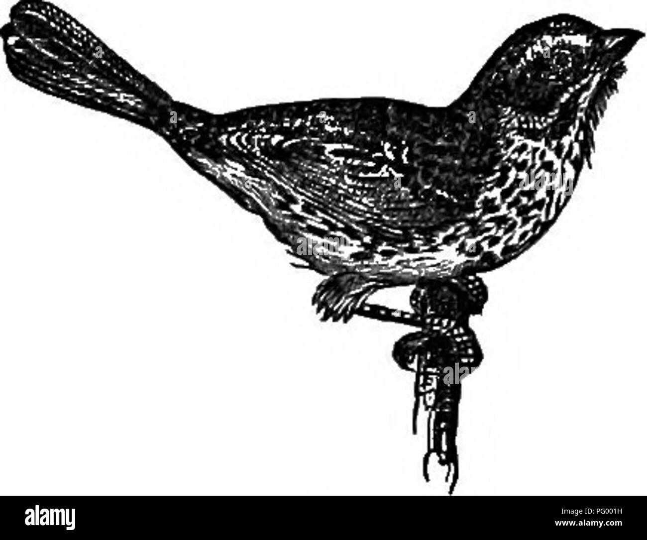 Natural History Of Animals Containing Brief Descriptions Of