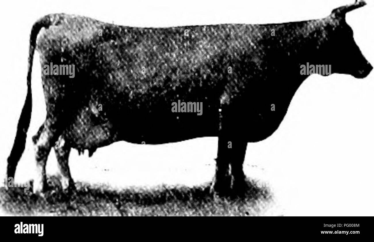 Channel island cattle Black and White Stock Photos & Images - Alamy