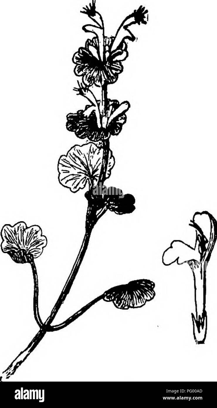 . Lessons in botany. Botany. Fig. 235. Whortleberry (Gaylussacia re- si no s a). Fig. 836. Spray of dead-nettle (Laminum am- plexicaule), leaves and flowers. (Lamium amplexicaule), which is also one of the members of this family, we see that the lobes of the irregular corolla are arranged in such a manner as to suggest two lips, an upper and a lower one. From this character of the corolla, which obtains in nearly all the members, the family receives its name of Labiatce. The calyx is five-lobed. The stamens, four in number, arise from the tube of the corolla, and converge in. Please note that  Stock Photo