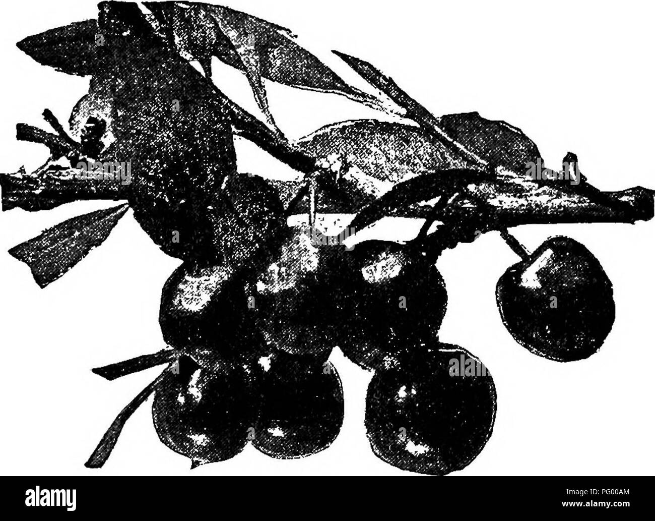 Small Round Fruit Black And White Stock Photos Images Alamy Small Round Fruit Black And White Stock Photos Images Alamy