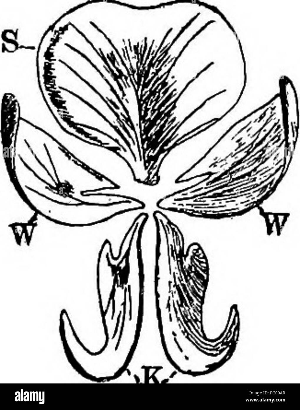 . Lessons in botany. Botany. 270 PLANT FAMILIES DICOTYLEDON'S.. Fig