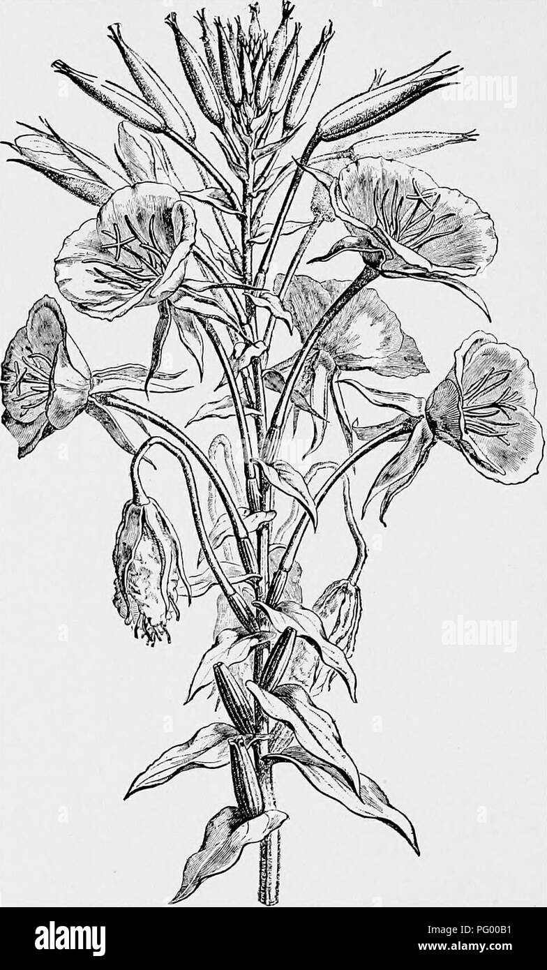 . Lessons in botany. Botany. 272 PLANT FAMILIES: DICOTYLEDONS.. Fig. 234. Evening primrose (CEnothera biennis) showing flower buds, flowers, and seed pods, (From Kerner and Oliver,). Please note that these images are extracted from scanned page images that may have been digitally enhanced for readability - coloration and appearance of these illustrations may not perfectly resemble the original work.. Atkinson, George Francis, 1854-1918. New York, H. Holt and company Stock Photo