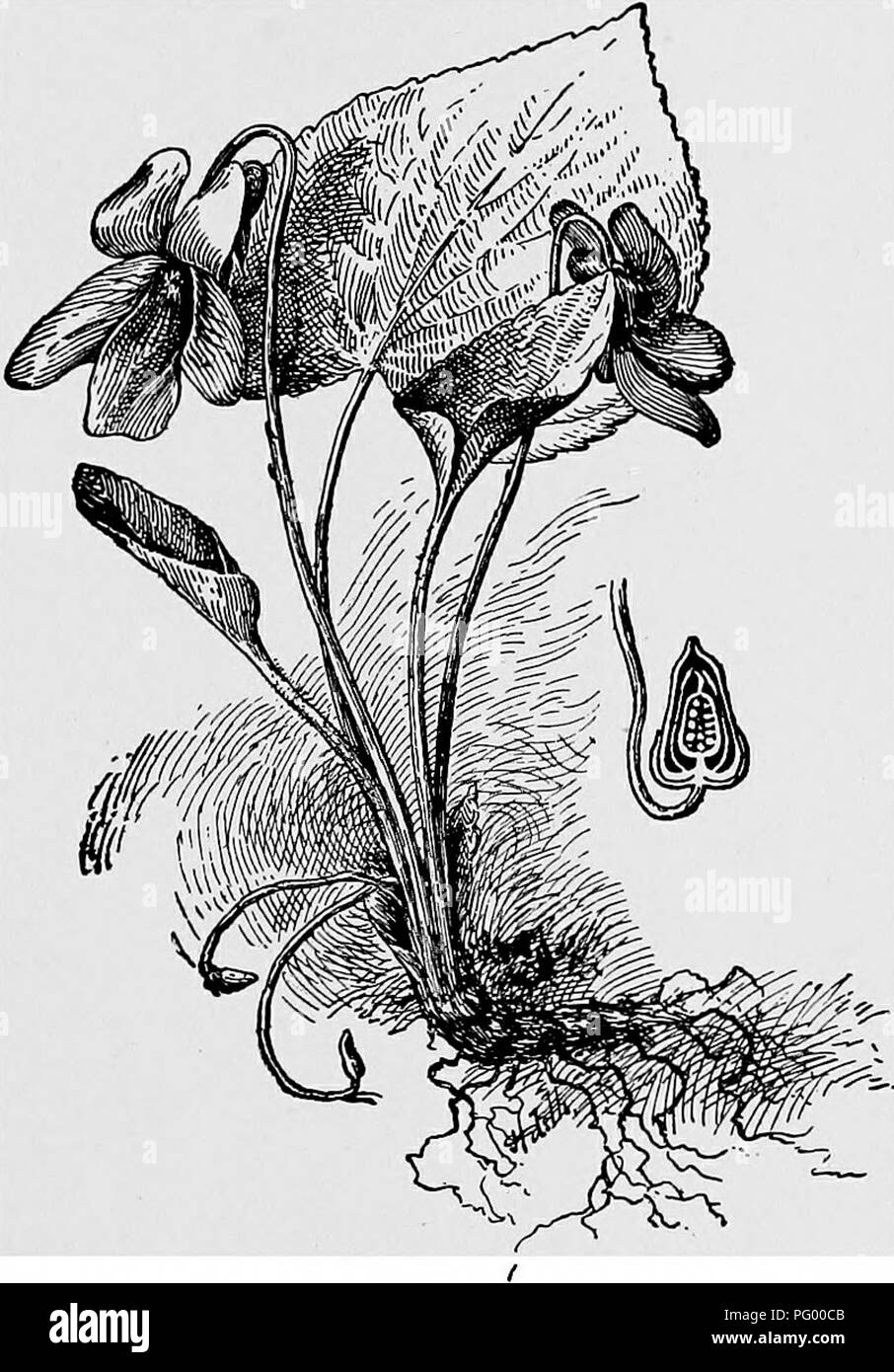 . Lessons in botany. Botany. VIOLA CE^E. 261 nated, because being closed, and because of the position of the anthers around the stigma the pollen from the opening anthers comes directly in contact with the stigma. In the flowers of the pansy cross-pollination often takes place. Fig. 222. Viola cucullata ; blue flowers above, cleistogamous flowers smaller and' curved below. Section of pistil at right. through the agency of insects. While the blue flowers of the blue violet rarely set fruit, nevertheless pollination and fertilization do take place in some of the flowers, though fruit sets more a Stock Photo