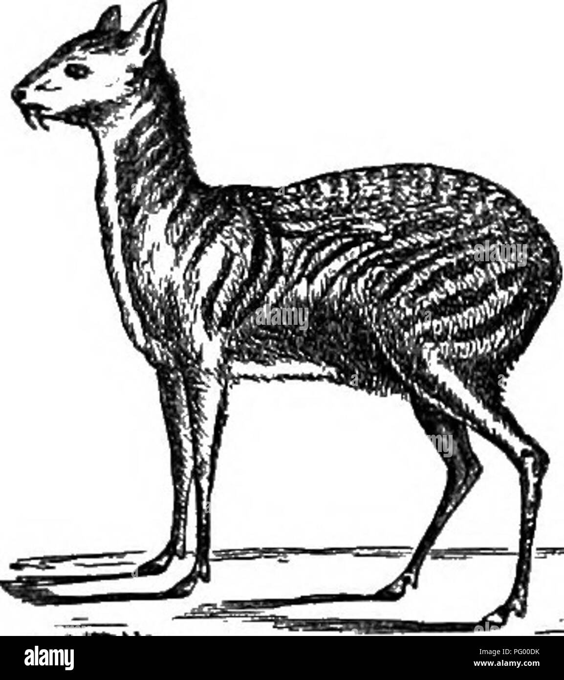 . Natural history of animals. Containing brief descriptions of the animals figured on Tenney's Natural history tablets, but complete without the tablets. Zoology. Fig. 60. — Common or Virginia Deer. The Musk Deer inhabits Thi- bet, and is smaller than the Common Deer, and has no horns. In each side of the upper jaw are long canine or eye teeth, like tusks. The musk used in making perfum- ery is furnished by this animal. It is contained in a pouch, or sack, on the under side of the body. ANTELOPES. Antelopes are found in Europe, Asia, Africa, and North America, but are most numerous in Southern Stock Photo