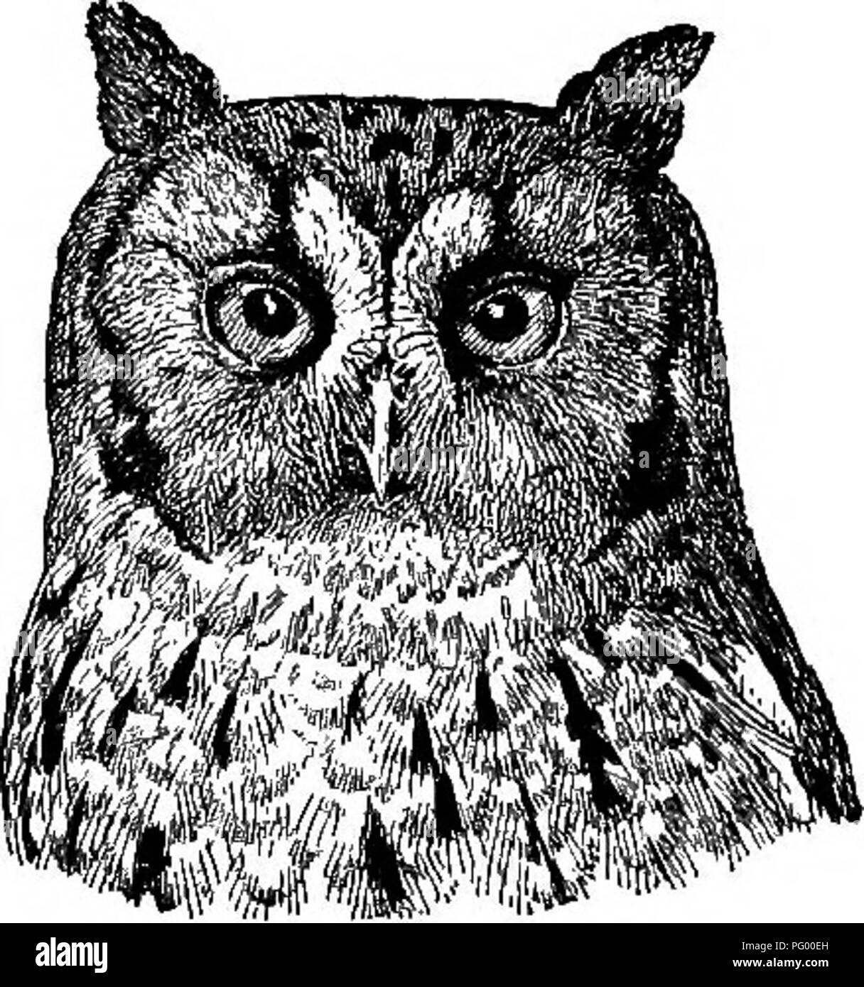 . A guide to the birds of New England and eastern New York; containing a key for each season and short descriptions of over two hundred and fifty species, with particular reference to their appearance in the field. Birds; Birds. SCREECH OWL 231 heavily forested regions of the north. It is the only owl which remains in the towns and villages, the only one whose voice is regularly heard away from deep woods. Its notes are a frequent accom- paniment of winter twilights, and though more often heard in autumn and winter, they are uttered occasionally at every season. The name, bor- rowed from Europ Stock Photo