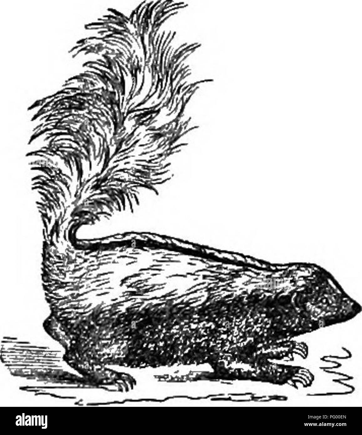 Natural history of animals. Containing brief descriptions of the animals figured on Tenney's Natural history tablets, but complete without the tablets. Zoology. 24 VERTEBEATES: MAMMALS. Skunks are found only in America, Natural history of animals. Containing brief descriptions of the animals figured on Tenney's Natural history tablets, but complete without the tablets. Zoology. 24 VERTEBEATES: MAMMALS. Skunks are found only in America,