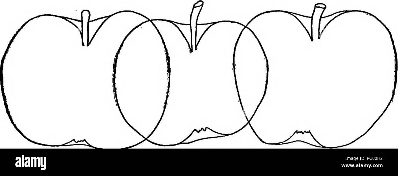 . The American fruit culturist, containing directions for the propagation and culture of all fruits adapted to the United States. Fruit-culture. APPLES. 321 Danvers Winter Sweet.* Medium or rather large, roundish, re- motely oblong or conical, obscurely ribbed ; greenish yellow, be- coming a rather dull rich yellow, sometimes an orange blush ; stalk three-quarters to one inch long, cavity acute; basin smooth, narrow; flesh yellow, sweet, rich. Fig. 408. Growth vigorous, tree pro- ductive. Massachusetts. Green Sweet.* Large or medium, nearly round, slightly approach- ing ovate-conical, regular; Stock Photo