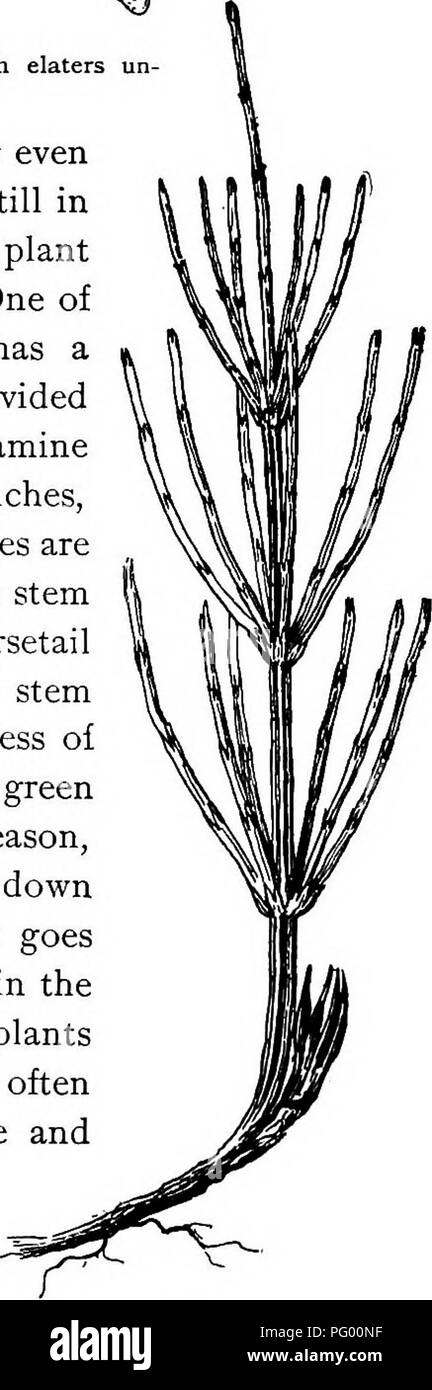. Lessons in botany. Botany. Fig. 153- Spore of equisetum with elaters un coiled. shoot dies down. Soon afterward, or even while some of the fertile shoots are still in good condition, sterile shoots of the plant begin to appear above the ground. One of these is shown in fig. 154. This has a much more slender stem and is provided with numerous branches. If we examine the stem of this shoot, and of the branches, we shall see that the same kind of leaves are present and that the markings on the stem are similar. Since the leaves of the horsetail are membranous and not green, the stem is green in Stock Photo
